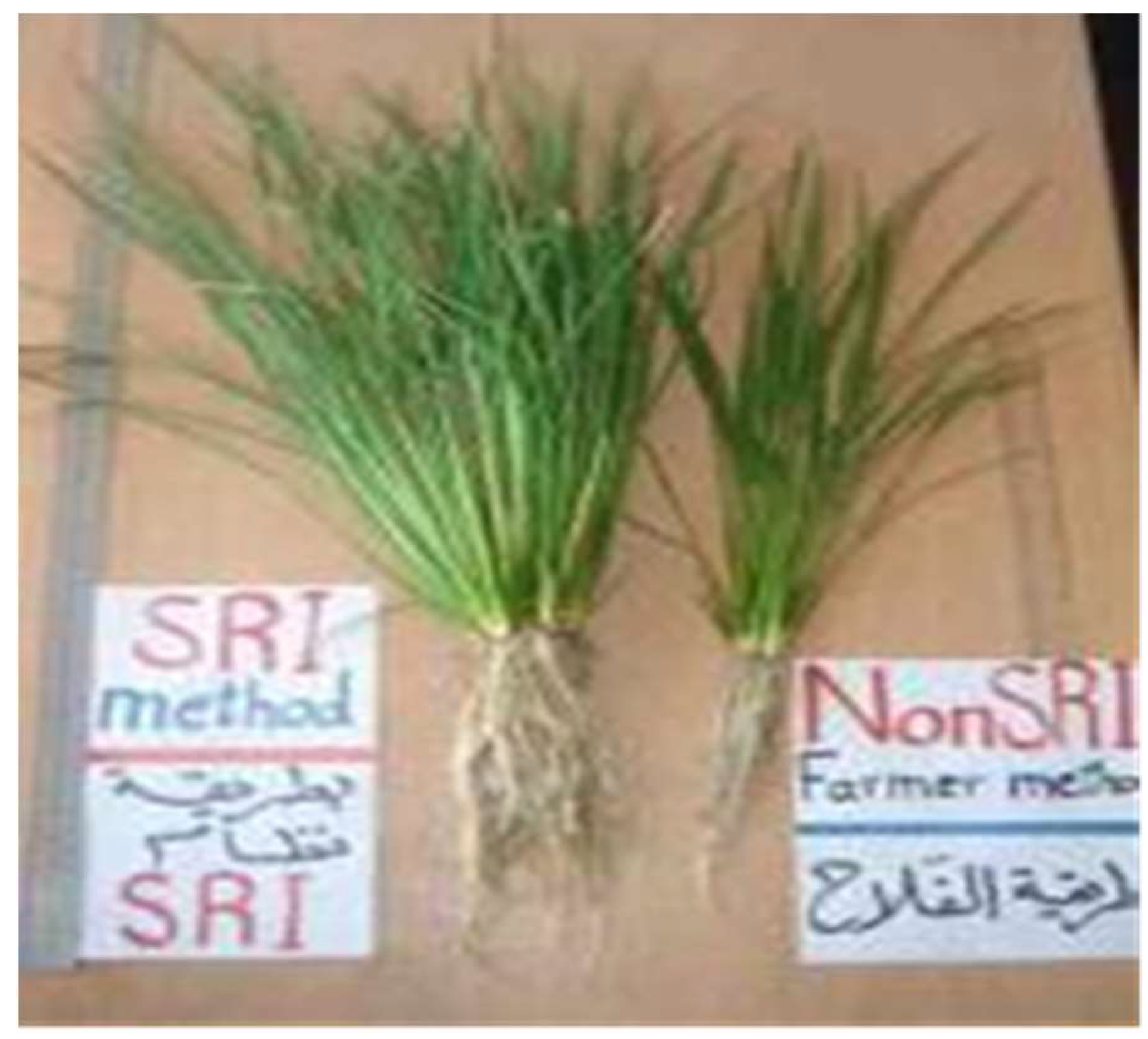 Agronomy 13 01481 g001