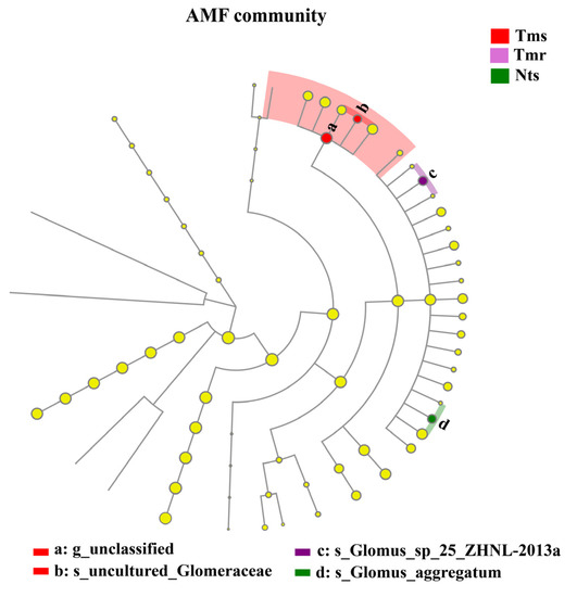Agronomy | Free Full-Text | Arbuscular Mycorrhizae Fungi Diversity 