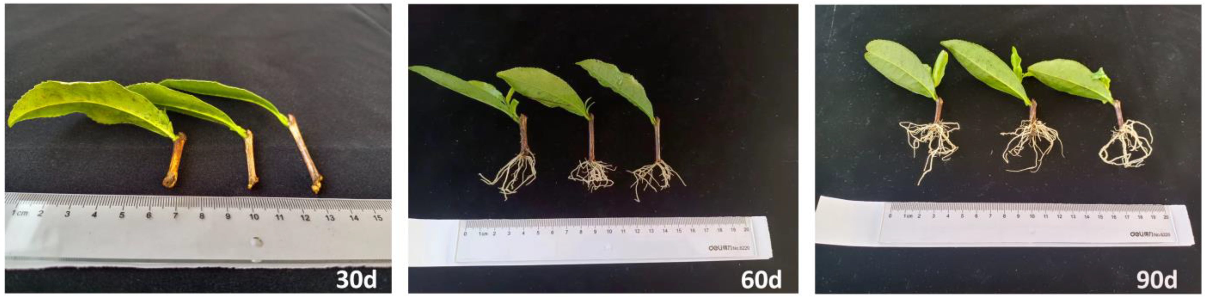 Agronomy 13 01561 g001 Agronomy 13 01561 g001