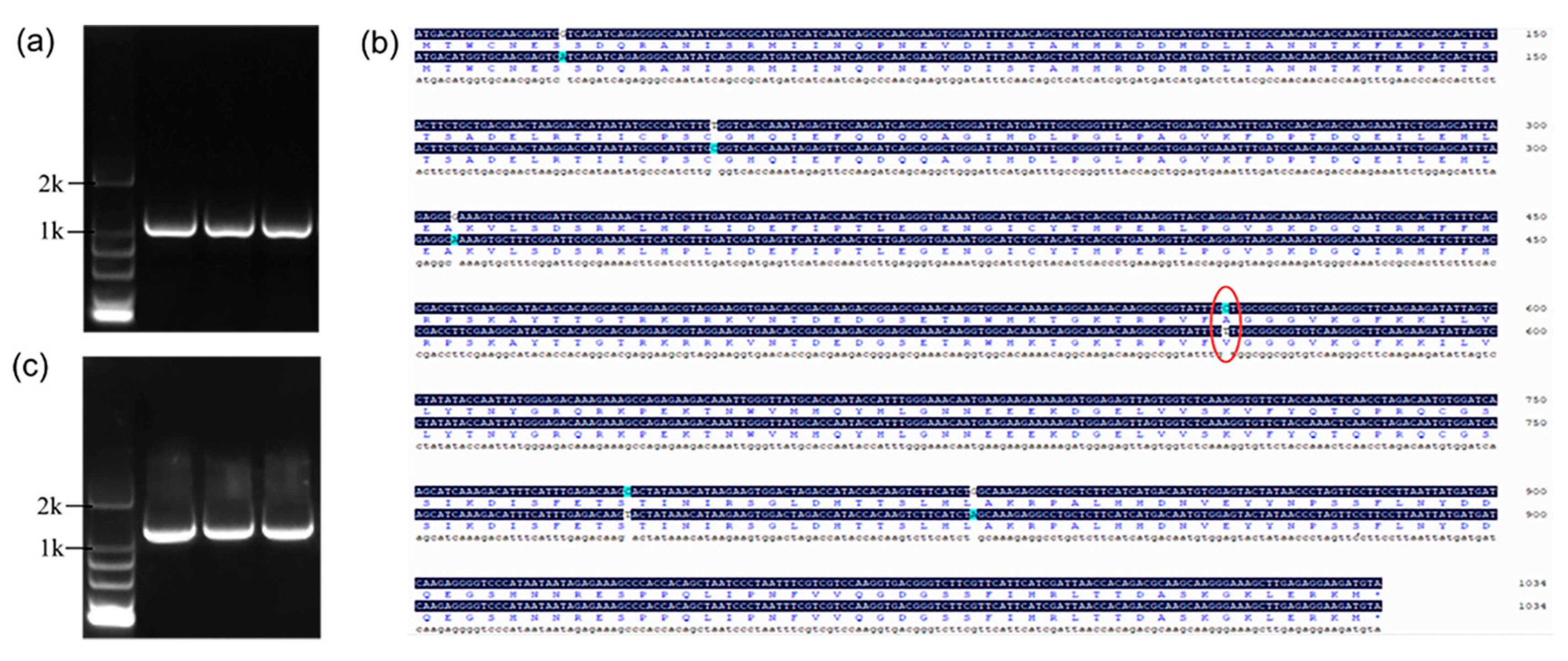 Agronomy 13 01575 g005
