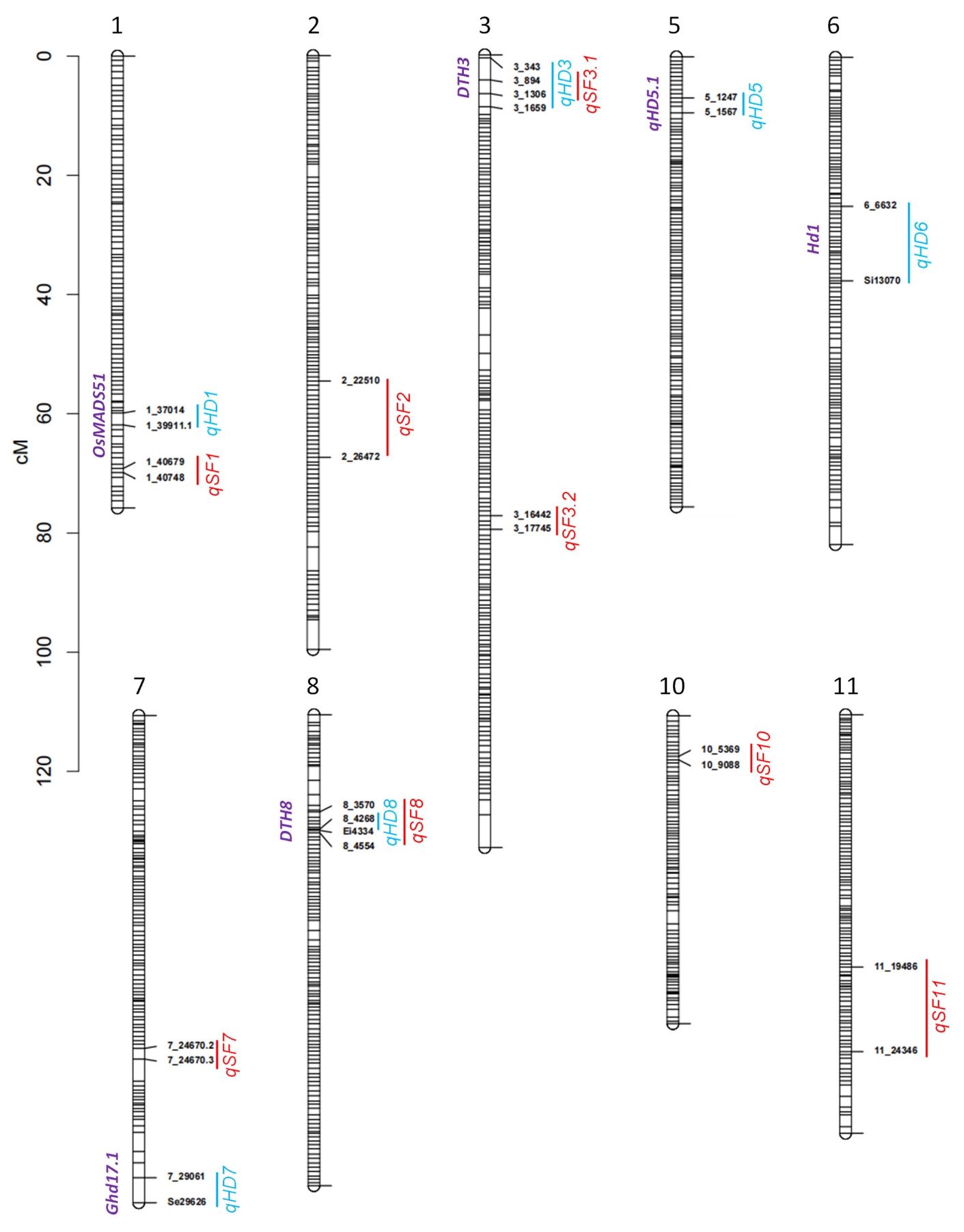 Agronomy | Free Full-Text | Detection of QTL for High-Temperature ...