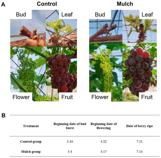 Agronomy | Free Full-Text | The Responses Of A Grapevine Rhizosphere ...