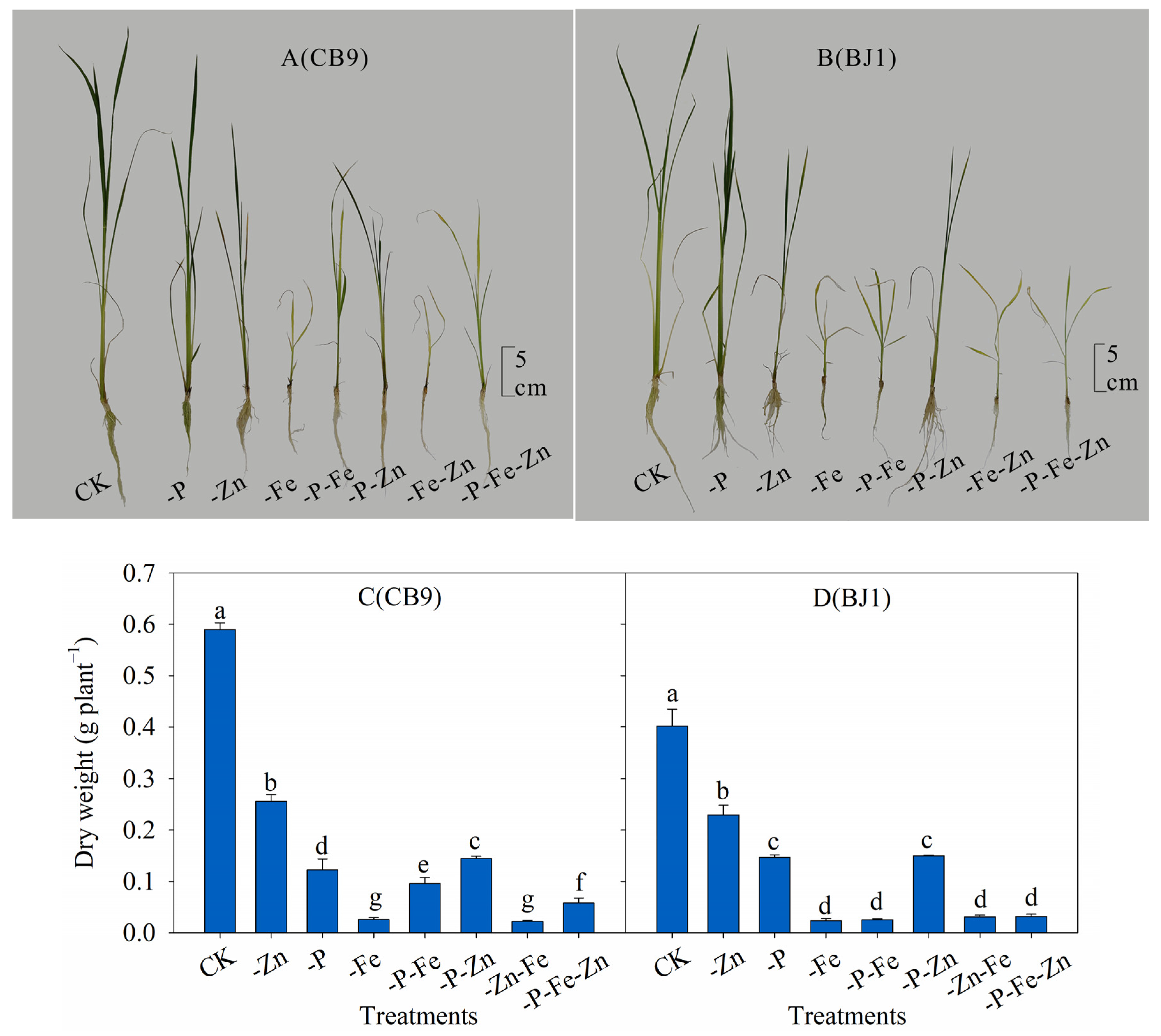 Agronomy 13 01657 g001 Agronomy 13 01657 g001