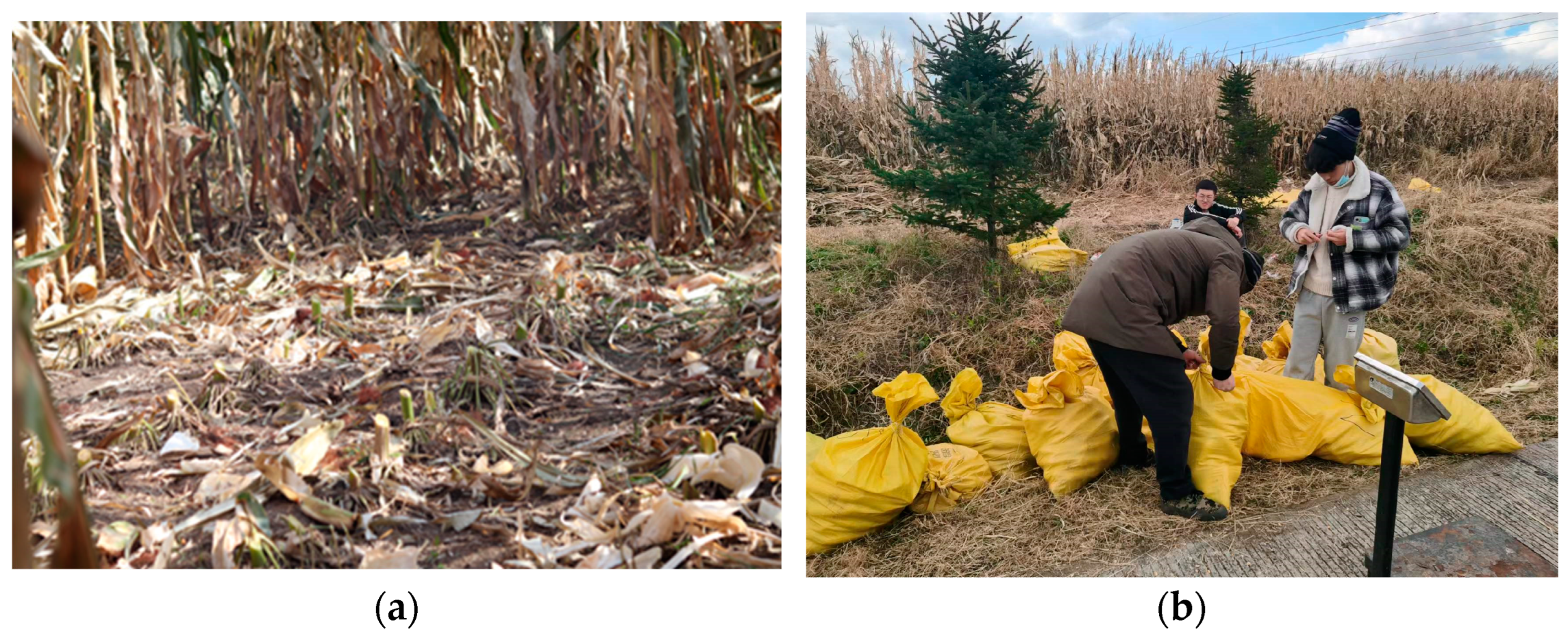 Agronomy 13 01687 g020 Agronomy 13 01687 g020