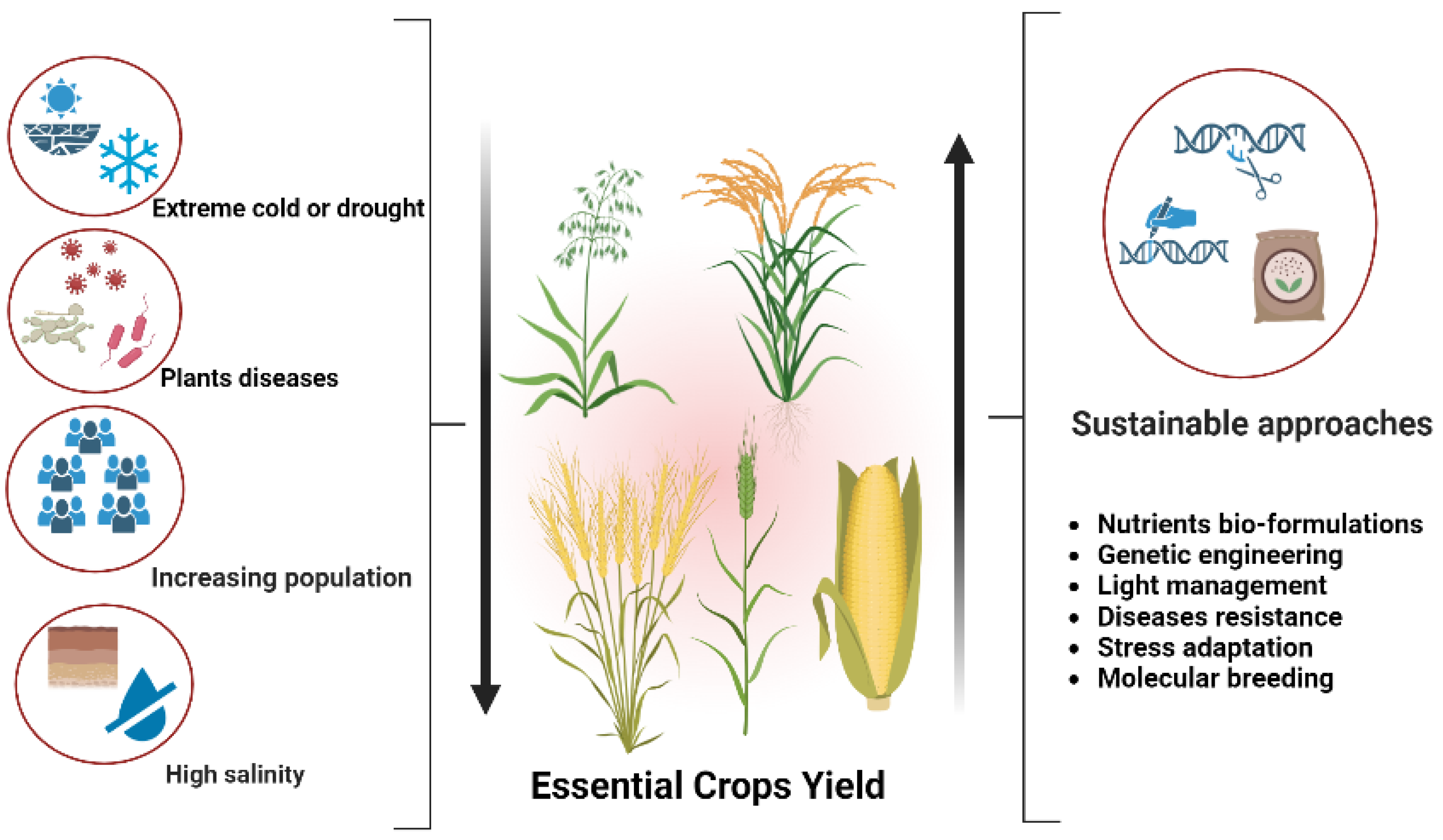 Agronomy | Free Full-Text | Enhancing Essential Grains Yield for  Sustainable Food Security and Bio-Safe Agriculture through Latest  Innovative Approaches