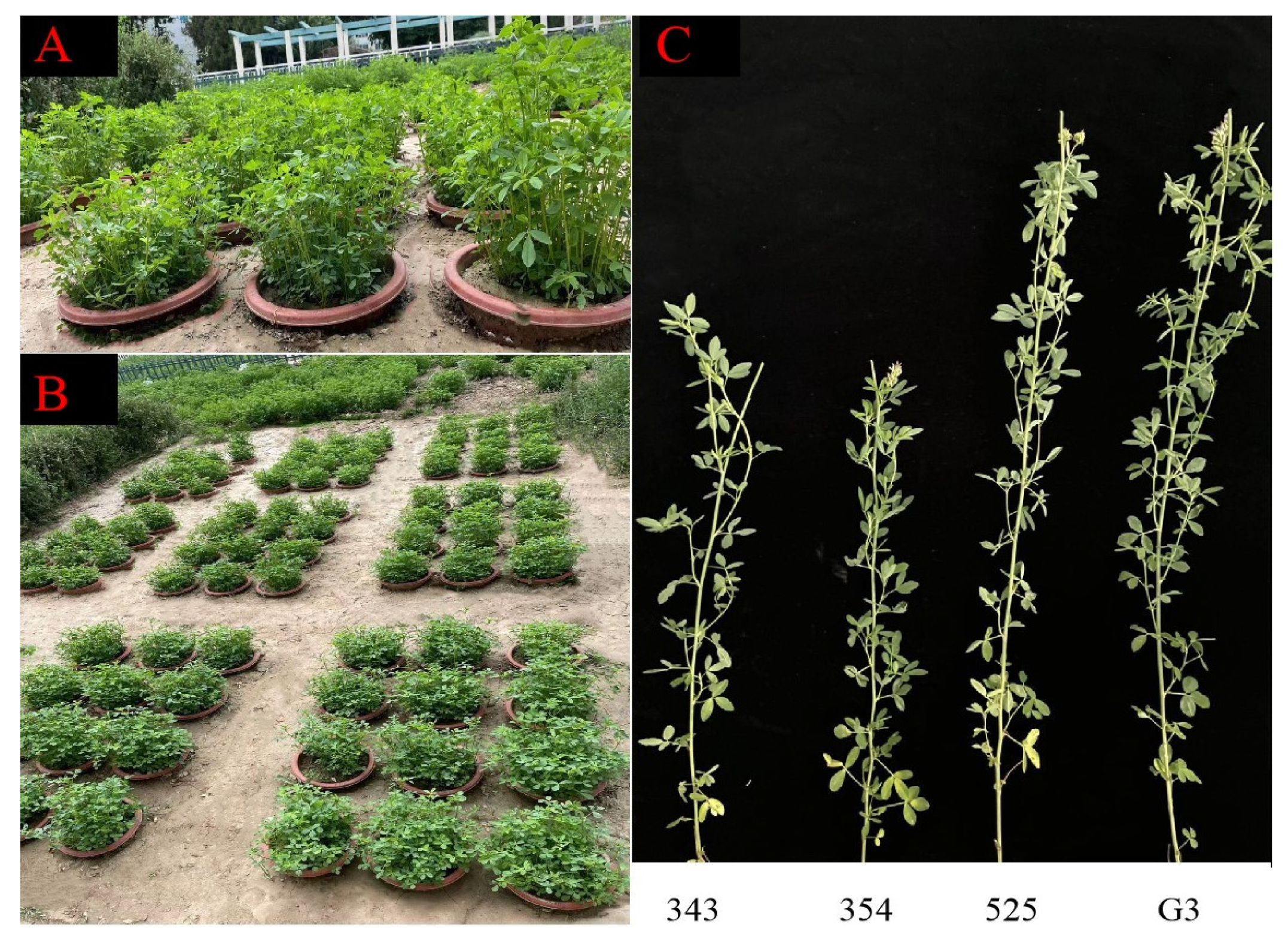 Agronomy 13 01744 g001 Agronomy 13 01744 g001