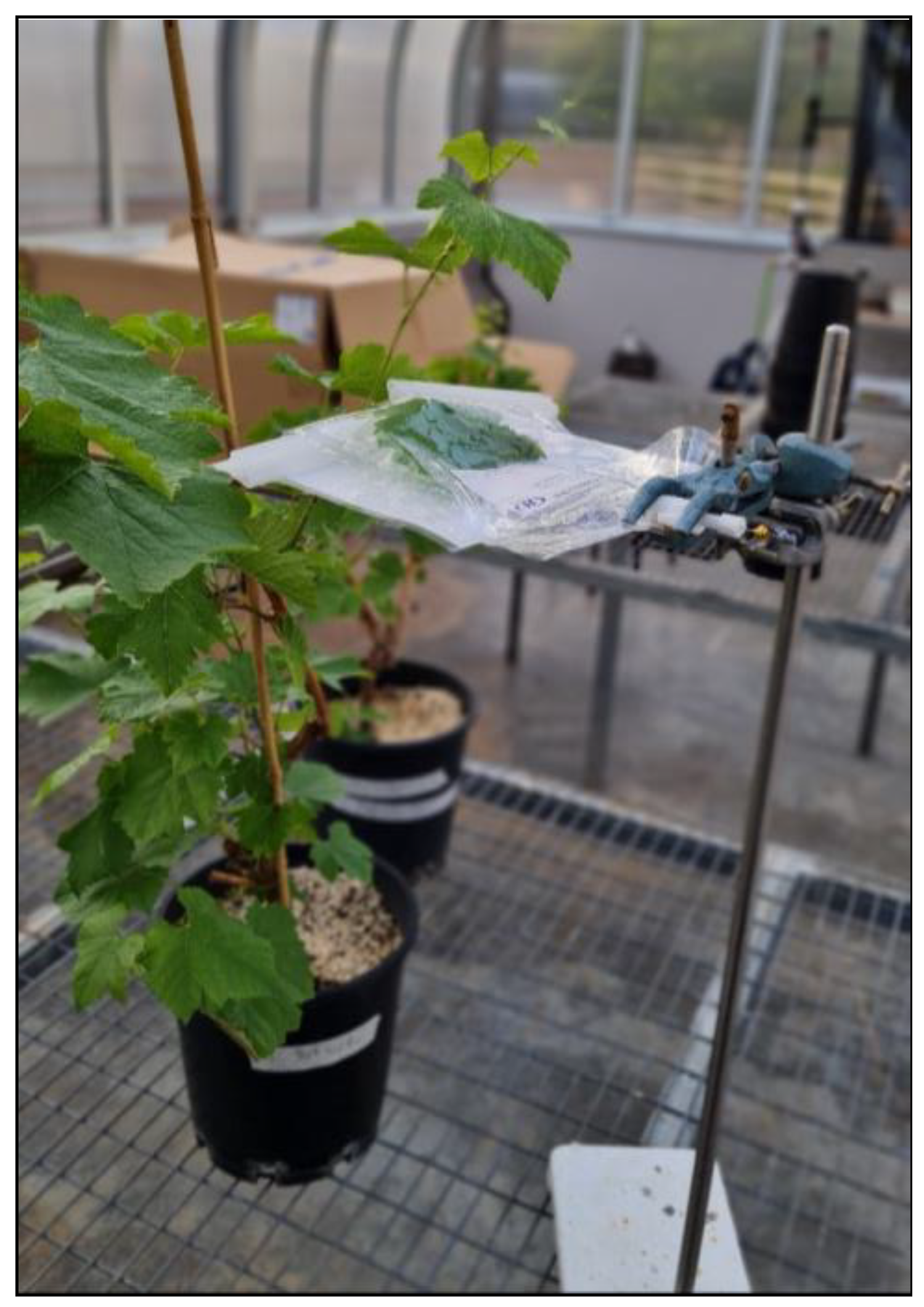 Agronomy 13 01747 g001