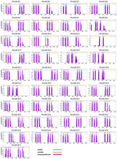 Bamboo  The Wood Database (Monocot)