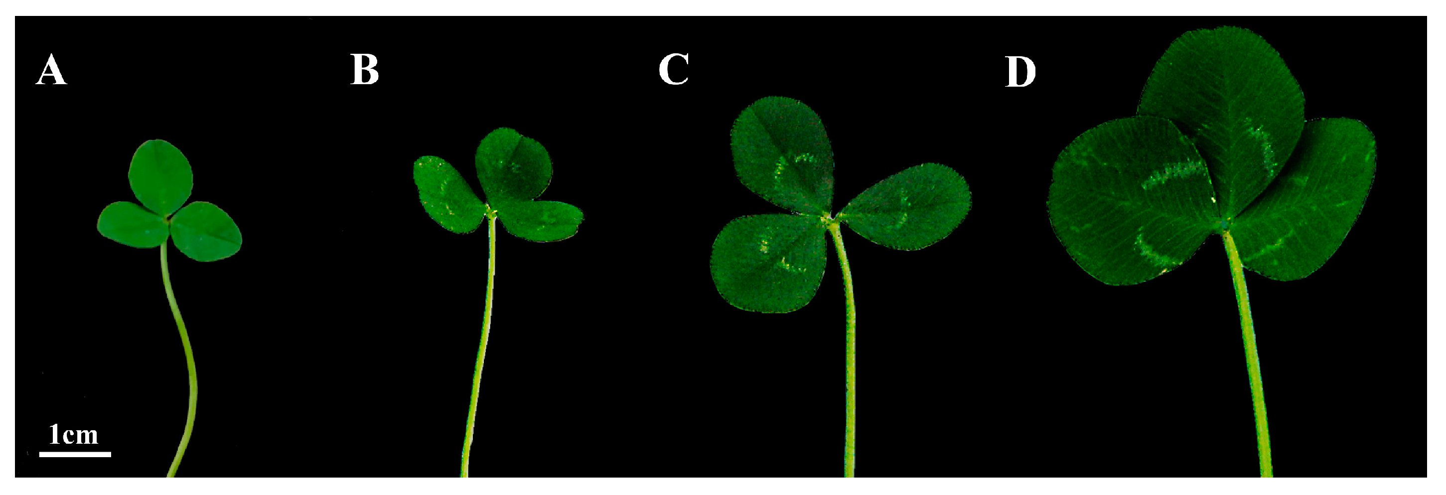 What are the odds? Woman finds 21 four-leaf clovers in her front