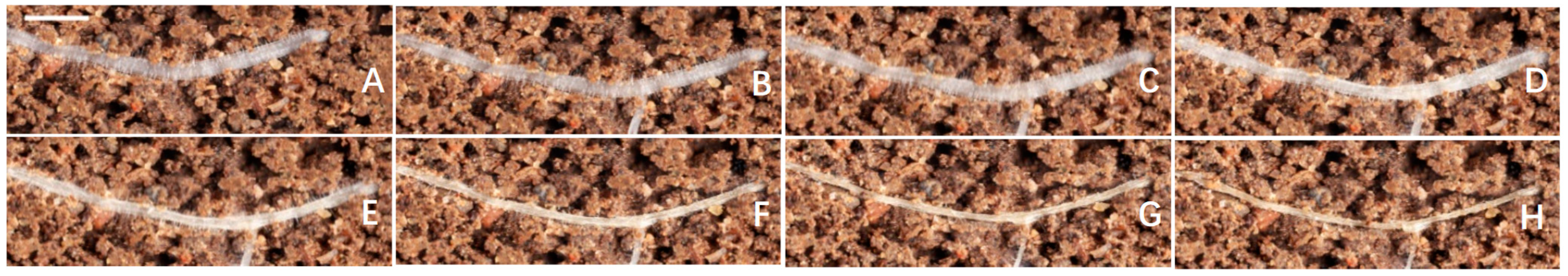 Agronomy 13 01881 g008