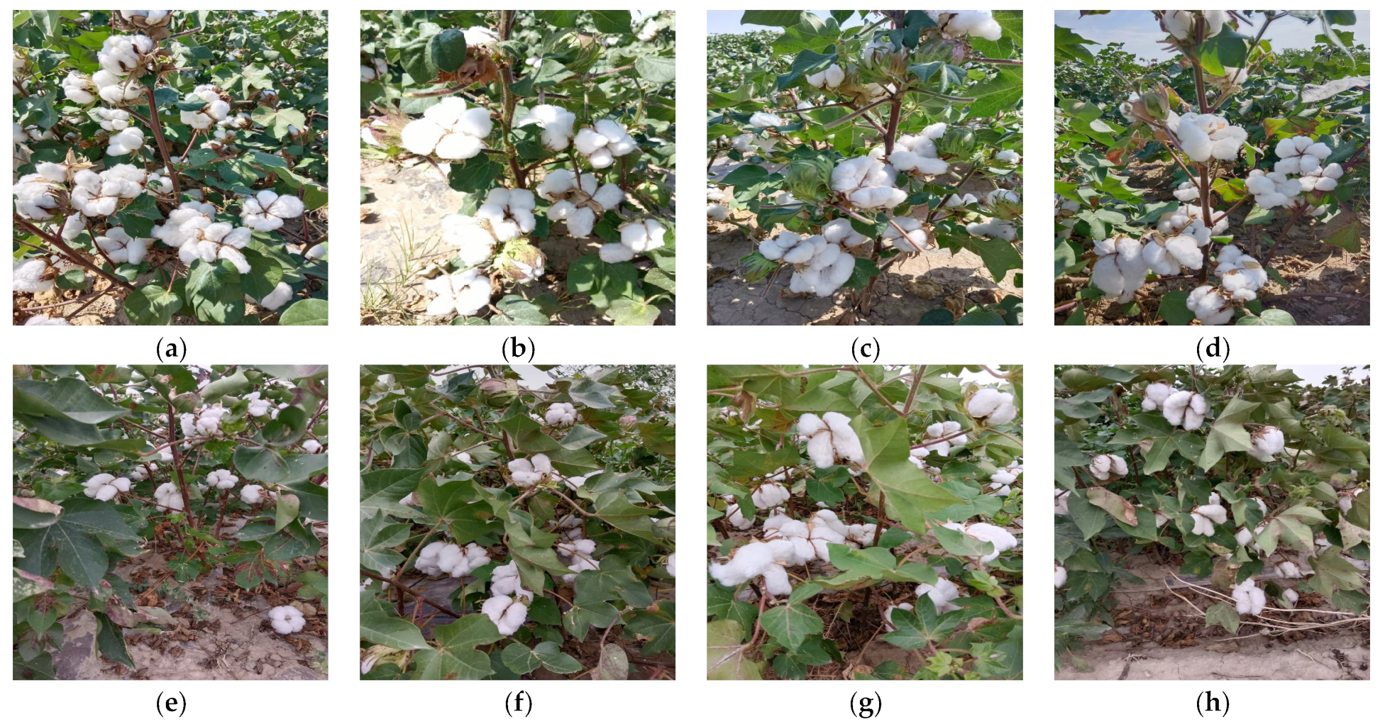 Agronomy 13 01988 g001 Agronomy 13 01988 g001