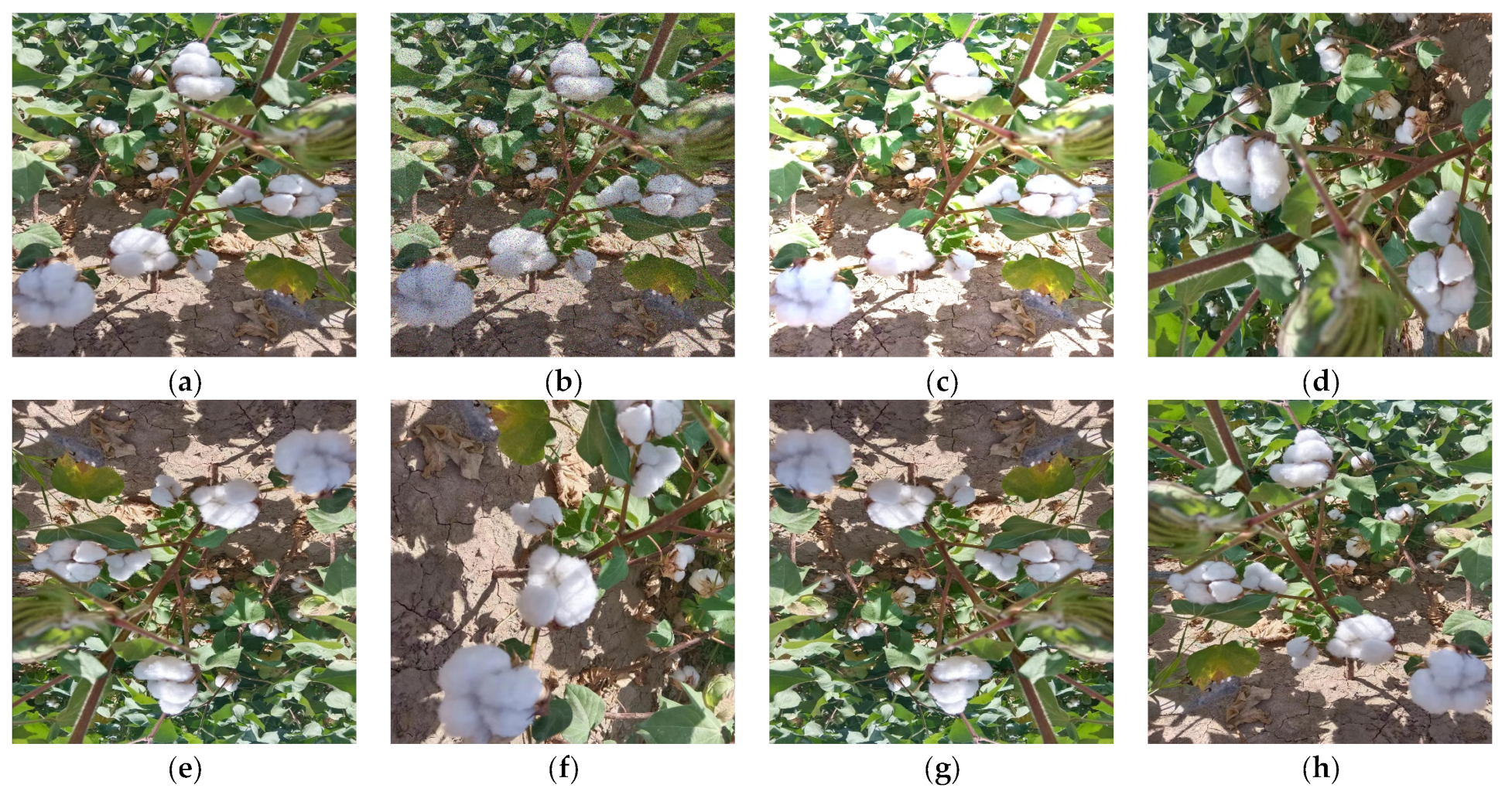 Agronomy 13 01988 g002 Agronomy 13 01988 g002