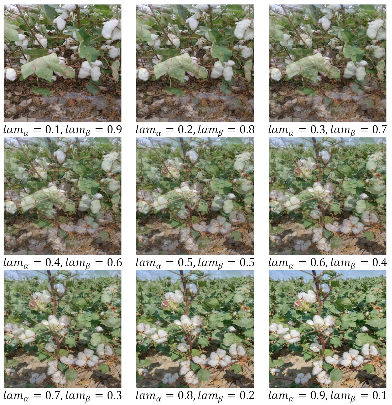 Agronomy 13 01988 g003 Agronomy 13 01988 g003