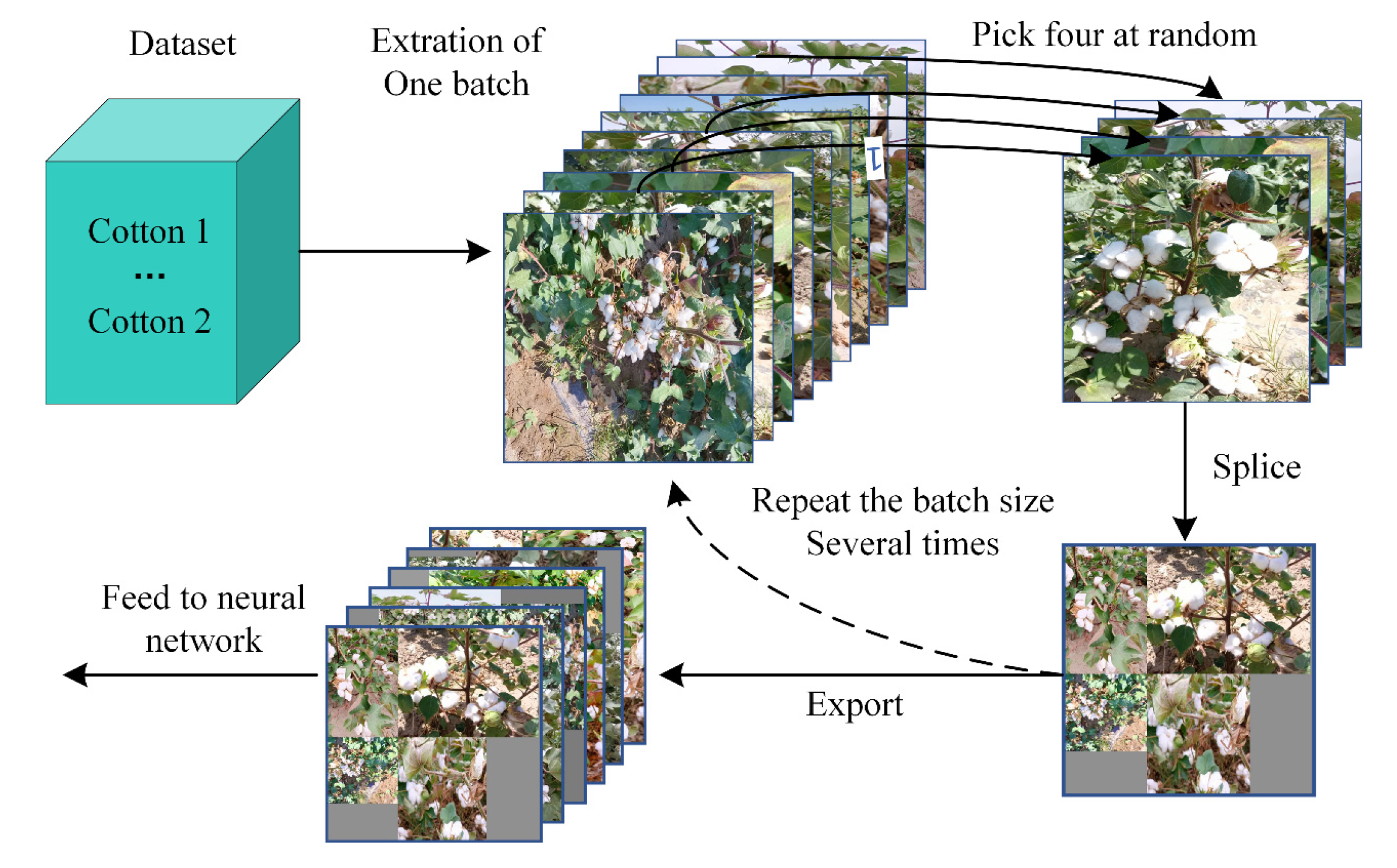 Agronomy 13 01988 g004 Agronomy 13 01988 g004
