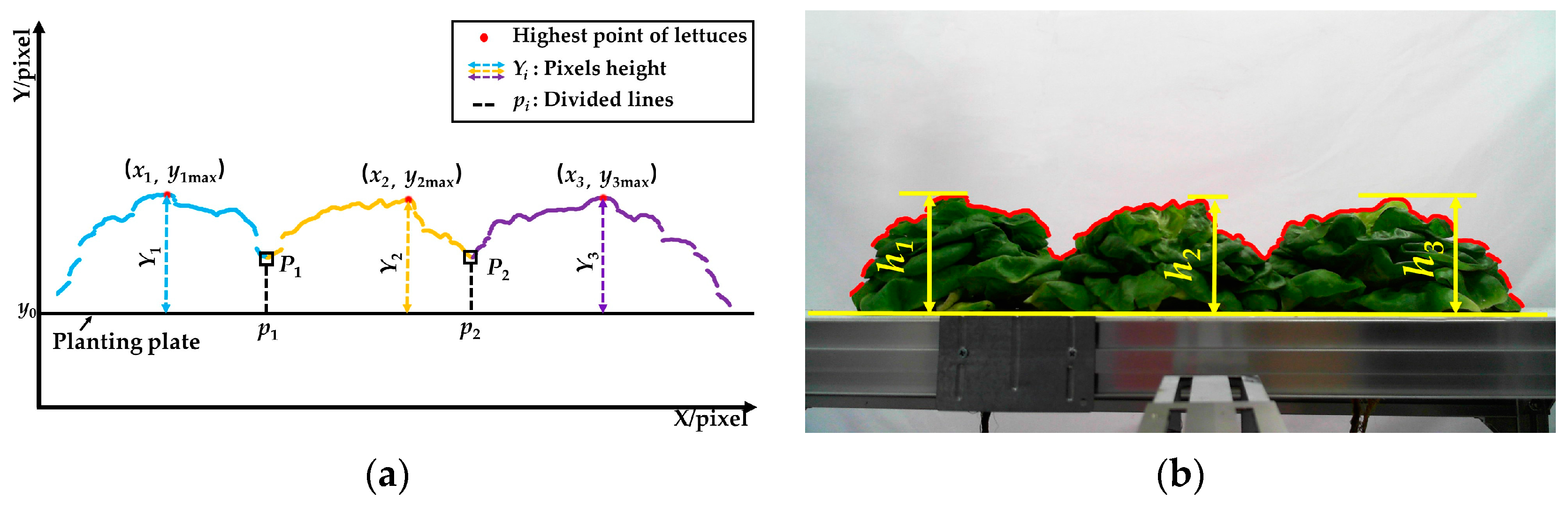 Agronomy 13 01996 g012