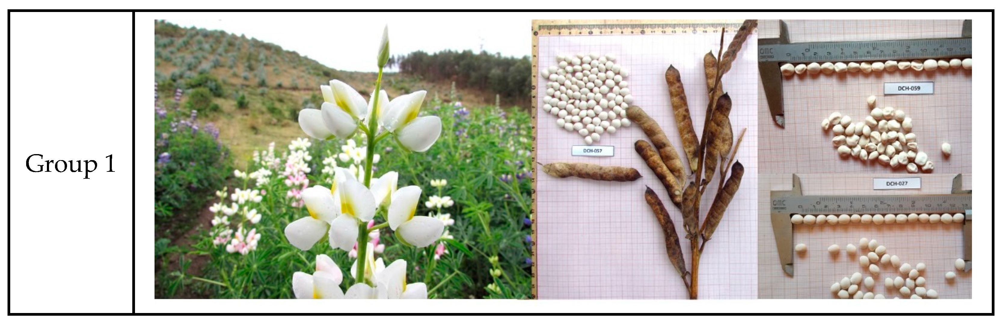 Agronomy 13 02064 g004a