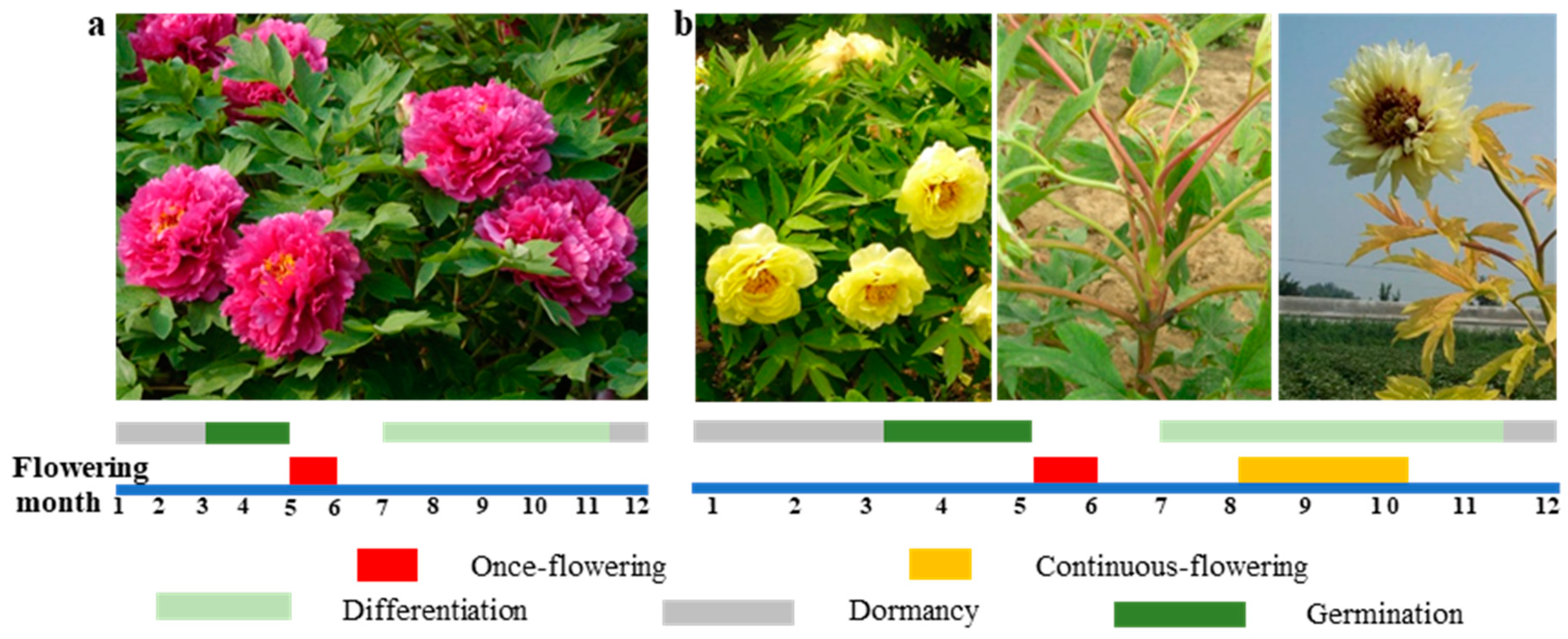 Agronomy 13 02071 g001 Agronomy 13 02071 g001