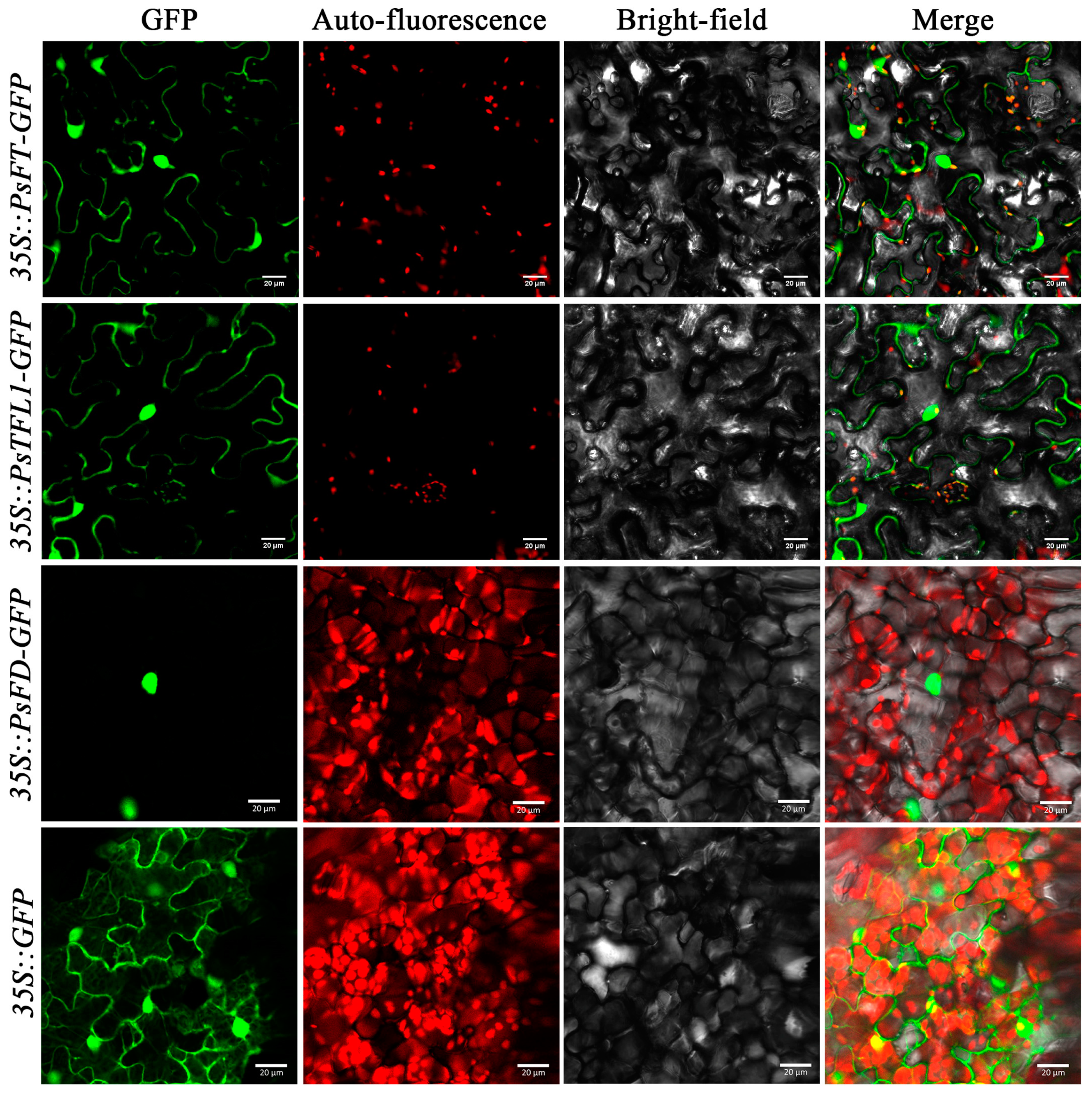 Agronomy 13 02071 g004 Agronomy 13 02071 g004