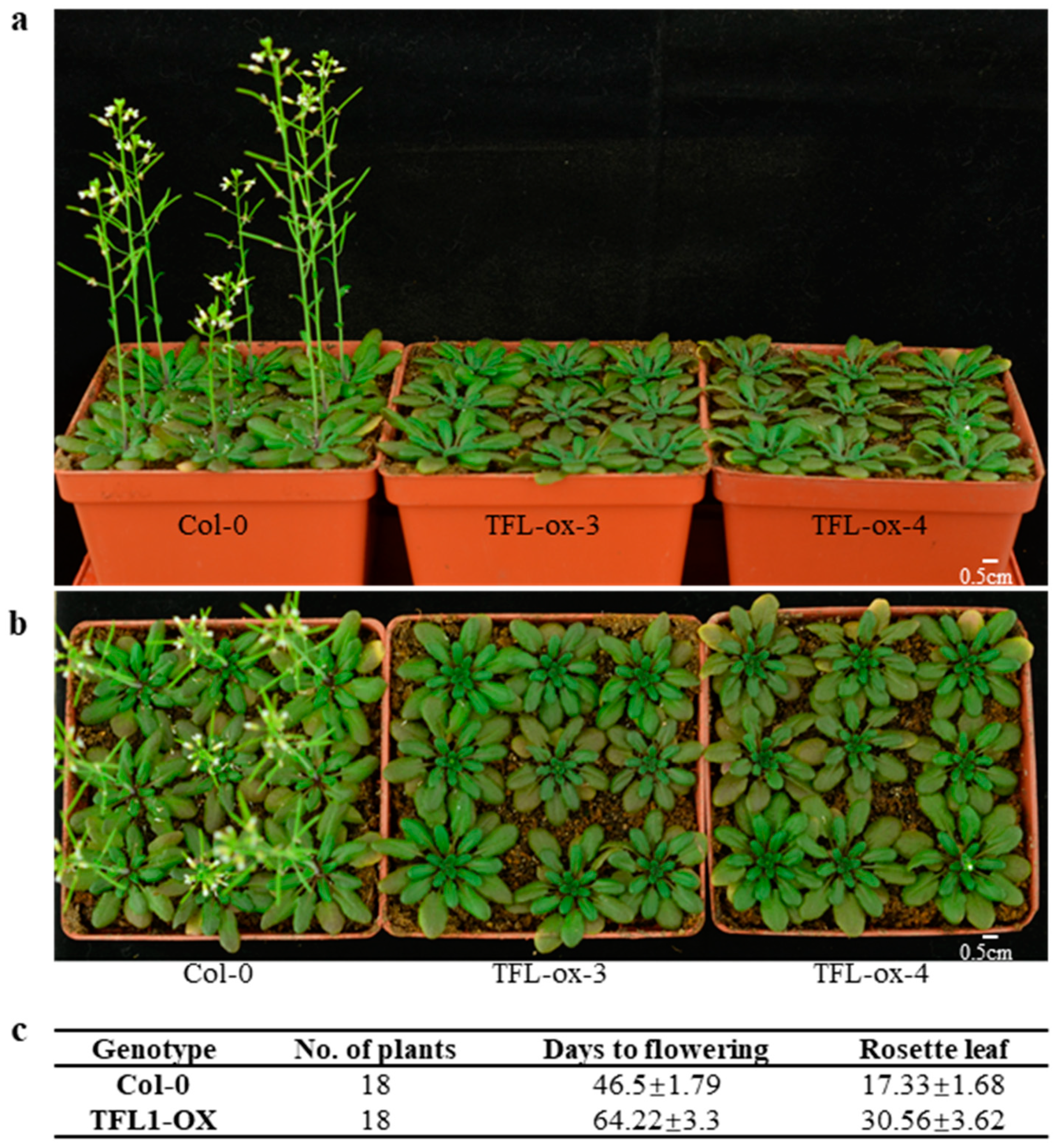 Agronomy 13 02071 g005 Agronomy 13 02071 g005