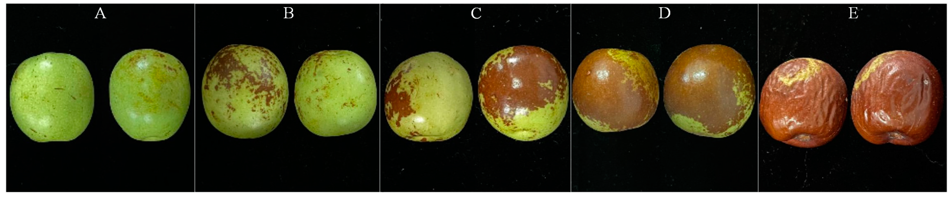 Agronomy 13 02095 g001 Agronomy 13 02095 g001