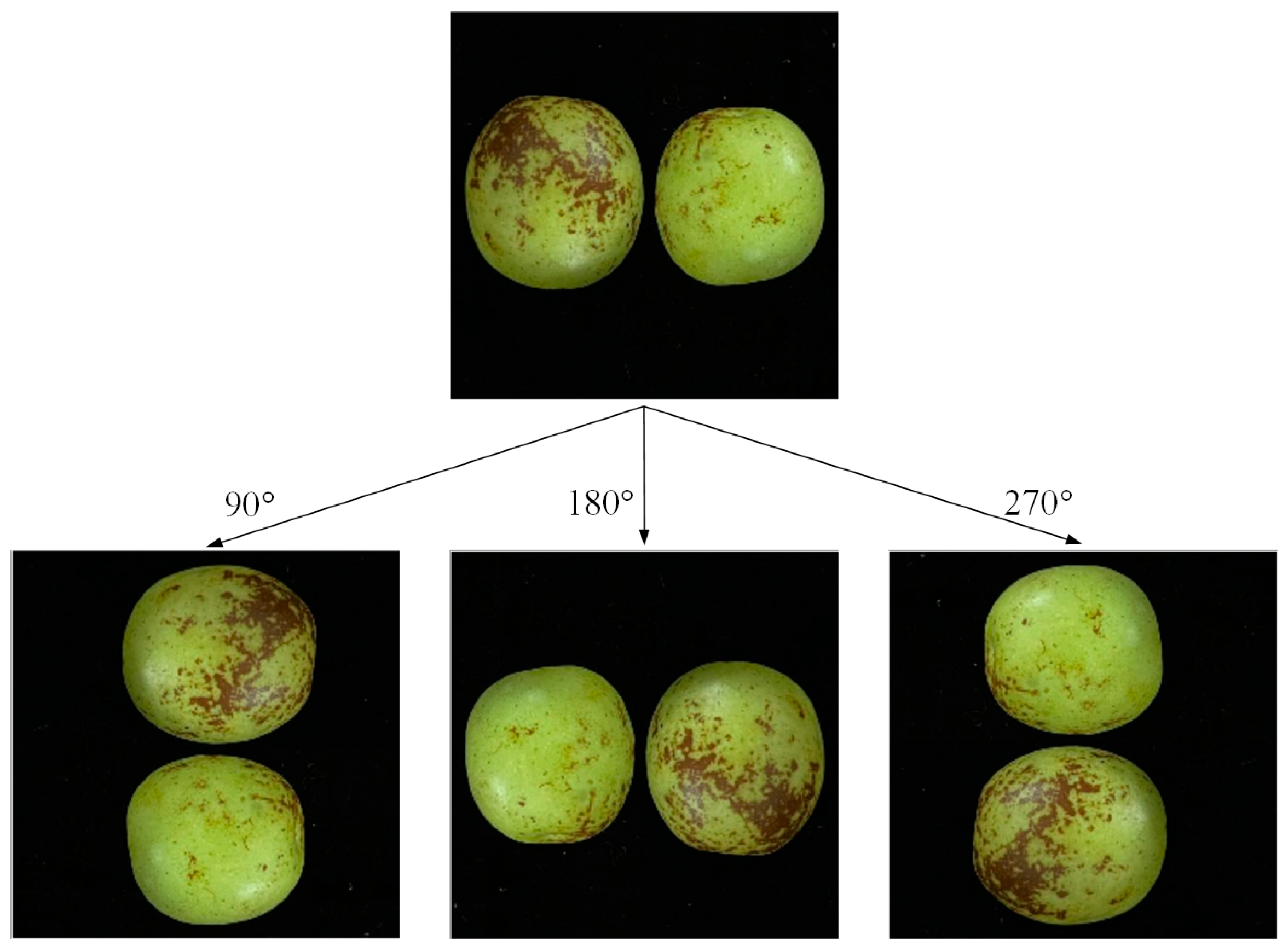 Agronomy 13 02095 g005 Agronomy 13 02095 g005