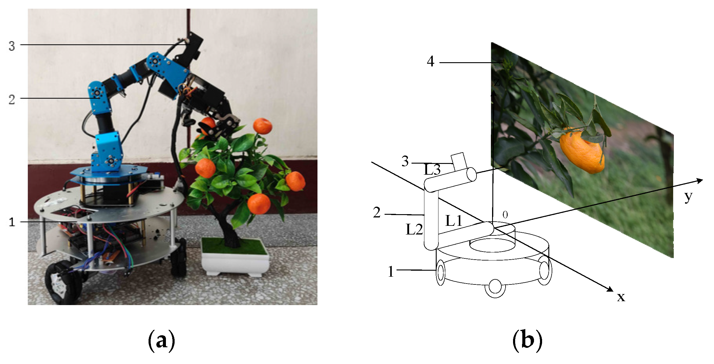 Agronomy | Free Full-Text | Research on Fruit Spatial Coordinate