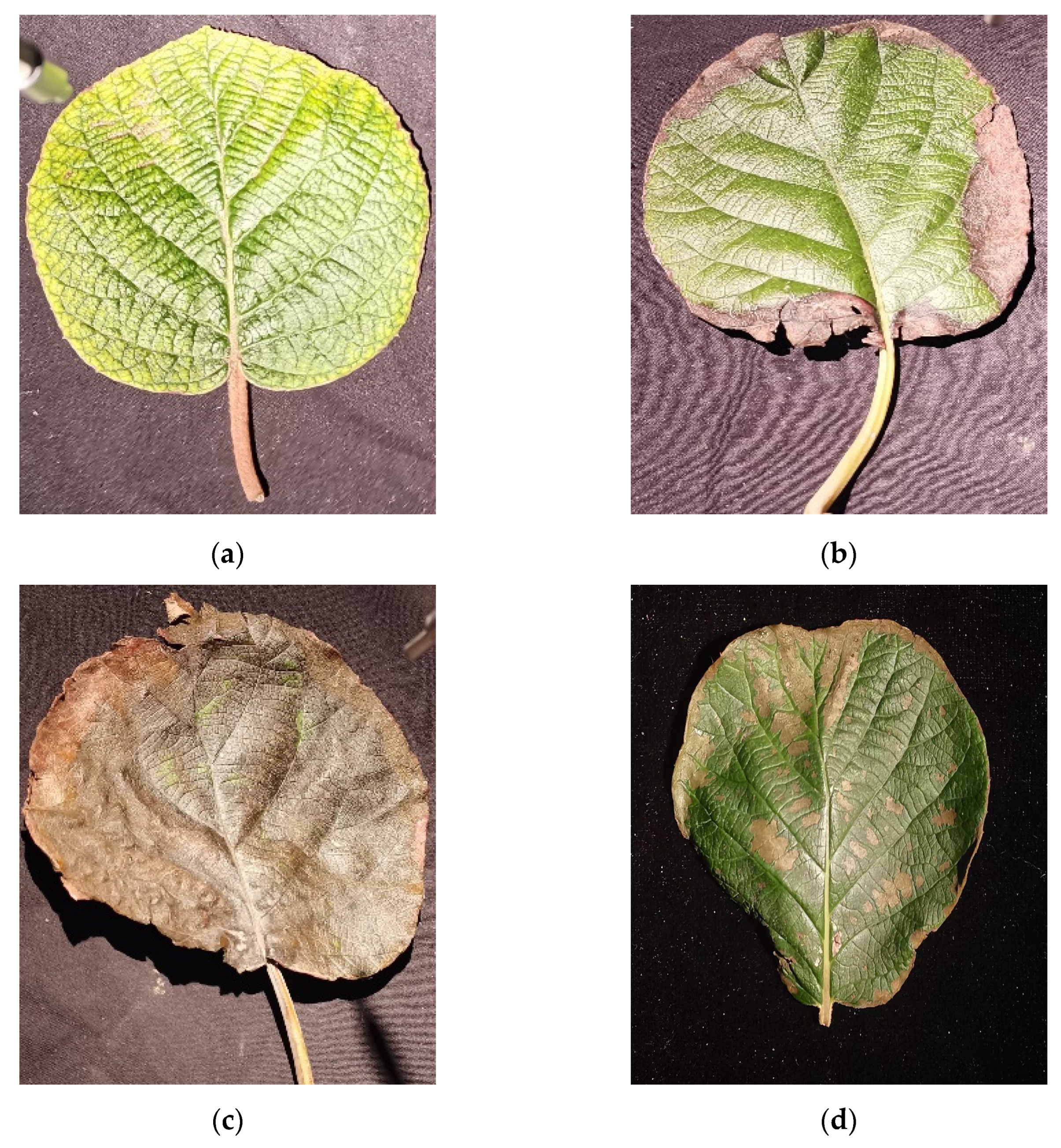 Agronomy 13 02137 g002 Agronomy 13 02137 g002