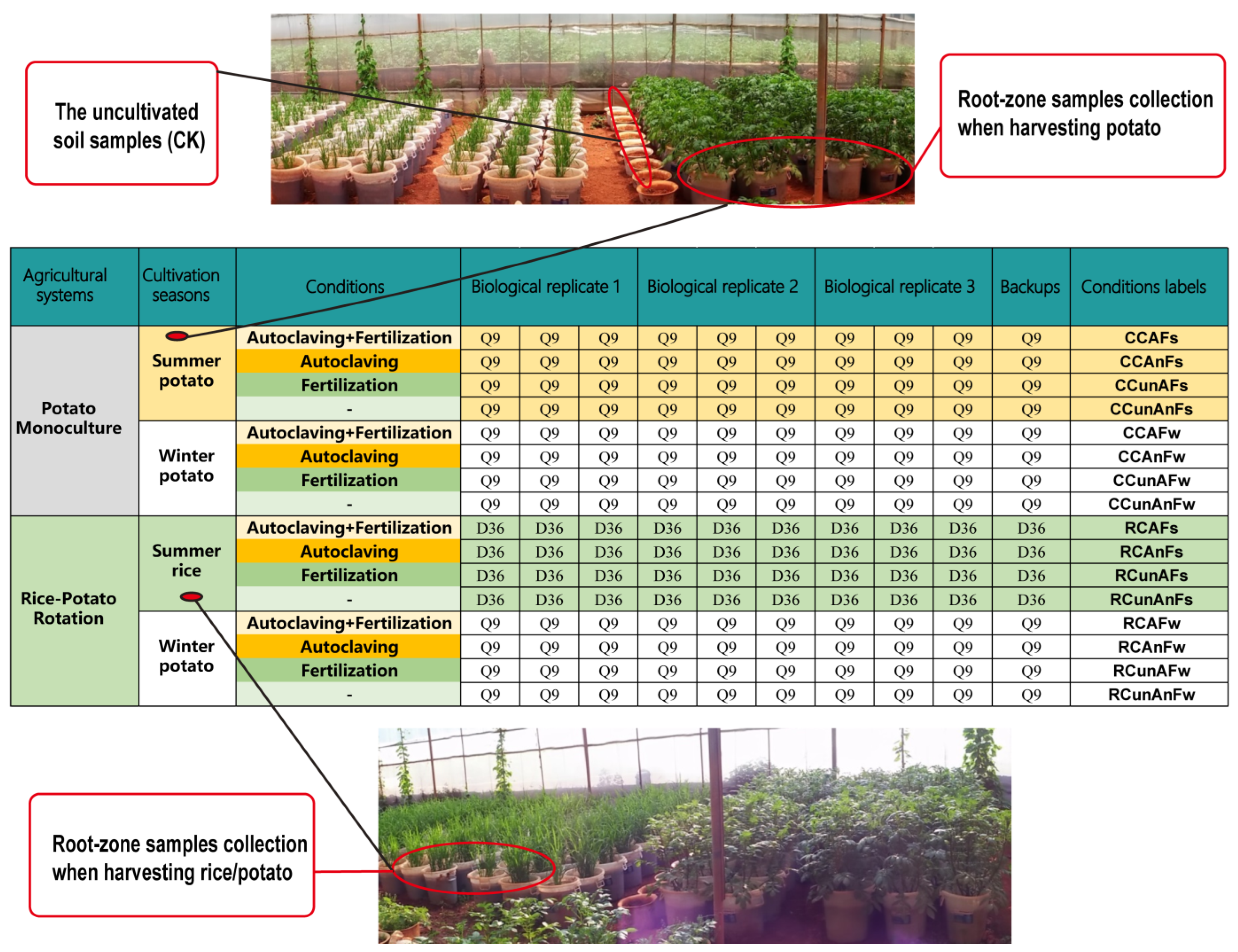Agronomy 13 02143 g001