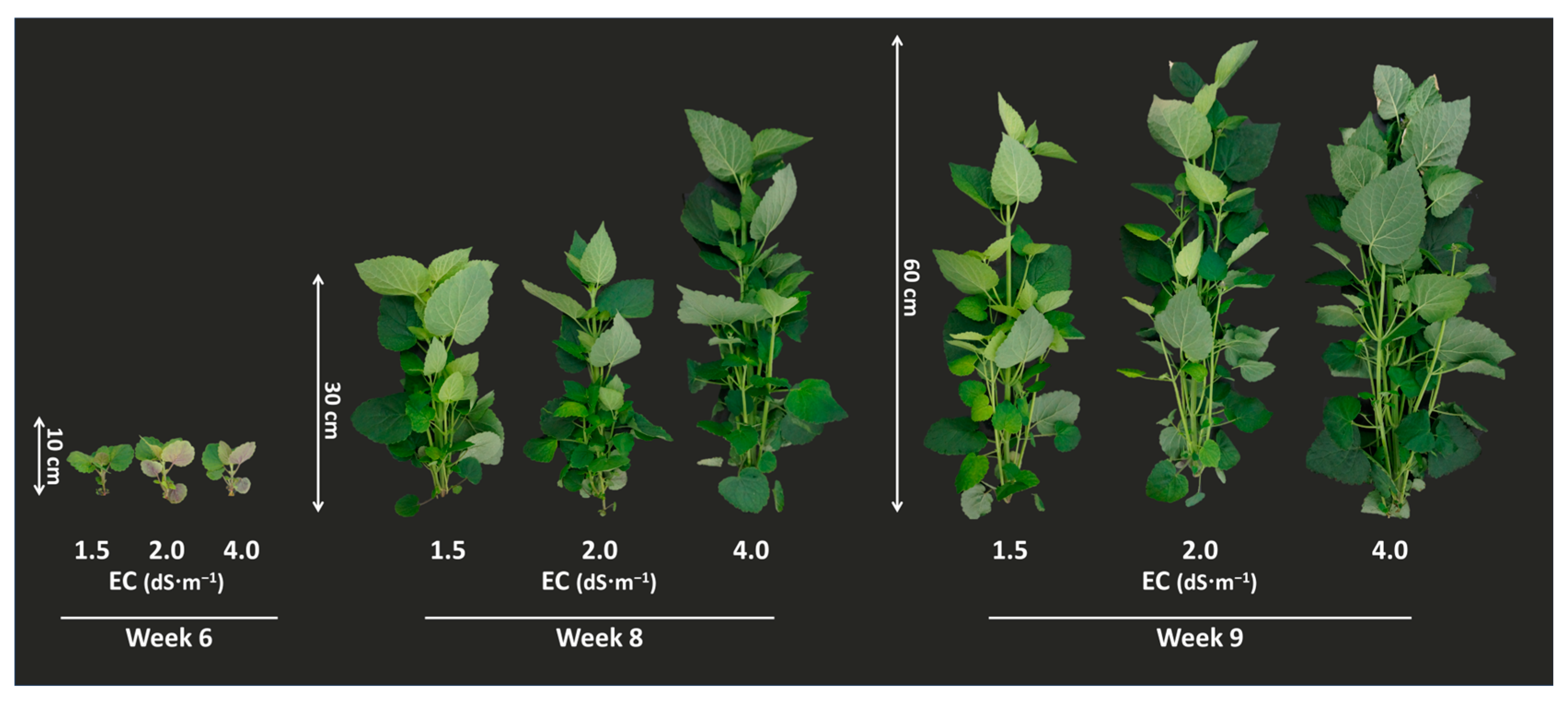 Agronomy 13 02165 g002