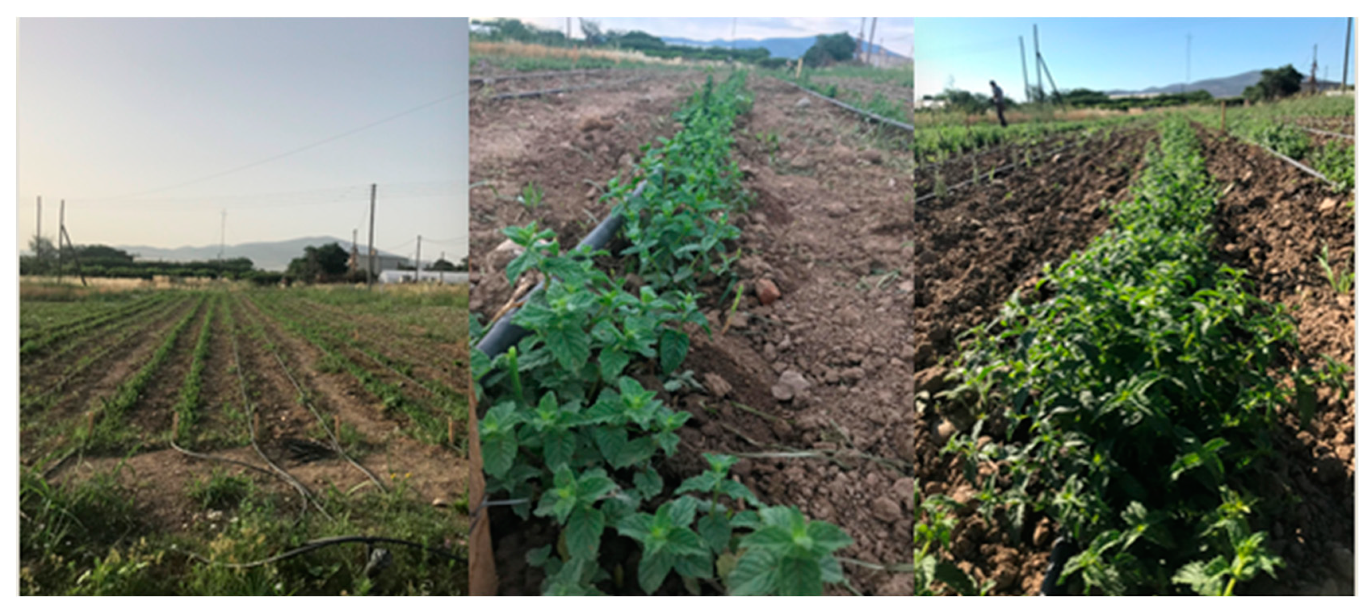 Agronomy 13 02182 g002