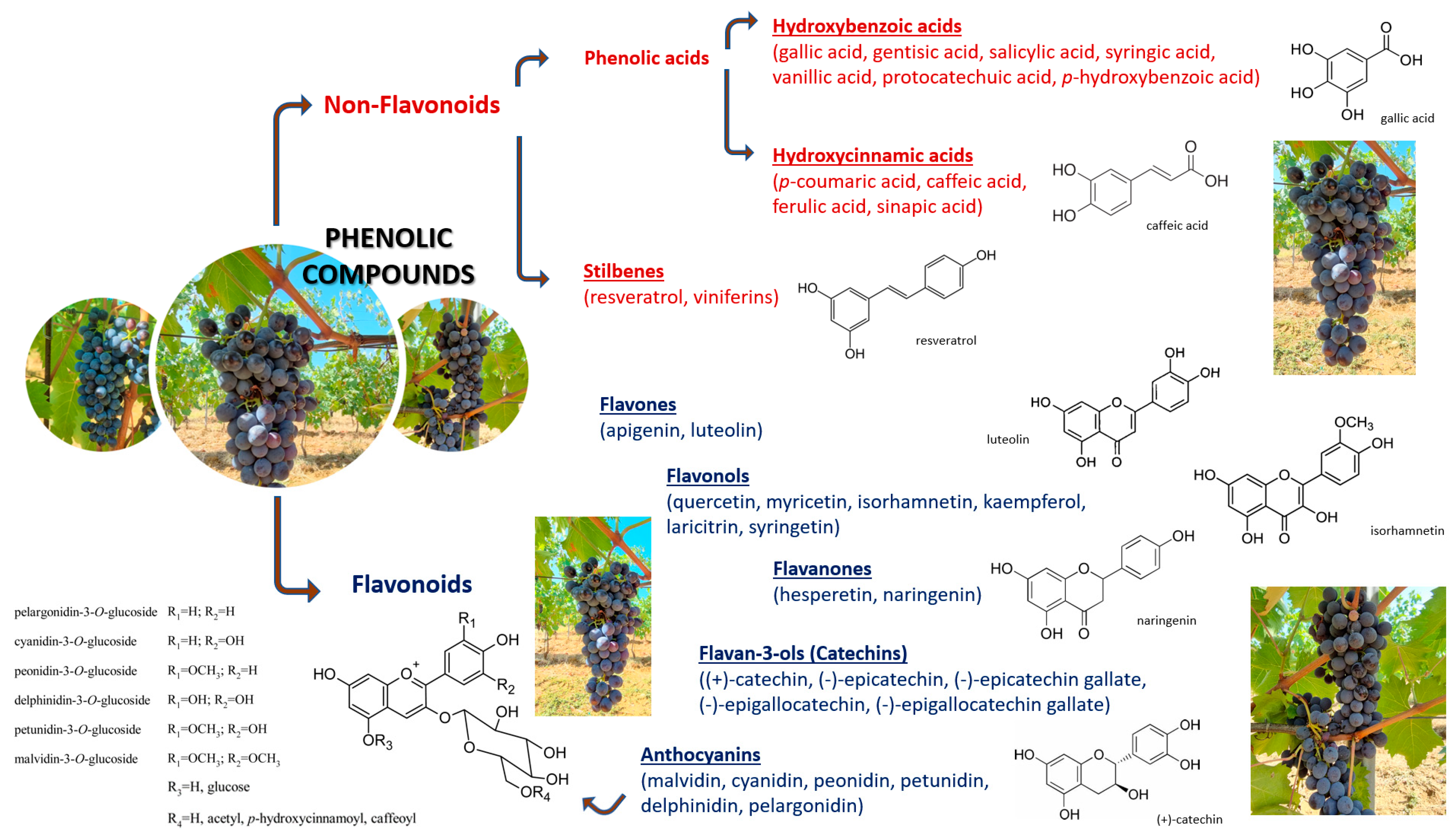 Agronomy | Free Full-Text | Effects of Global Warming on Grapevine Berries  Phenolic Compounds&mdash;A Review