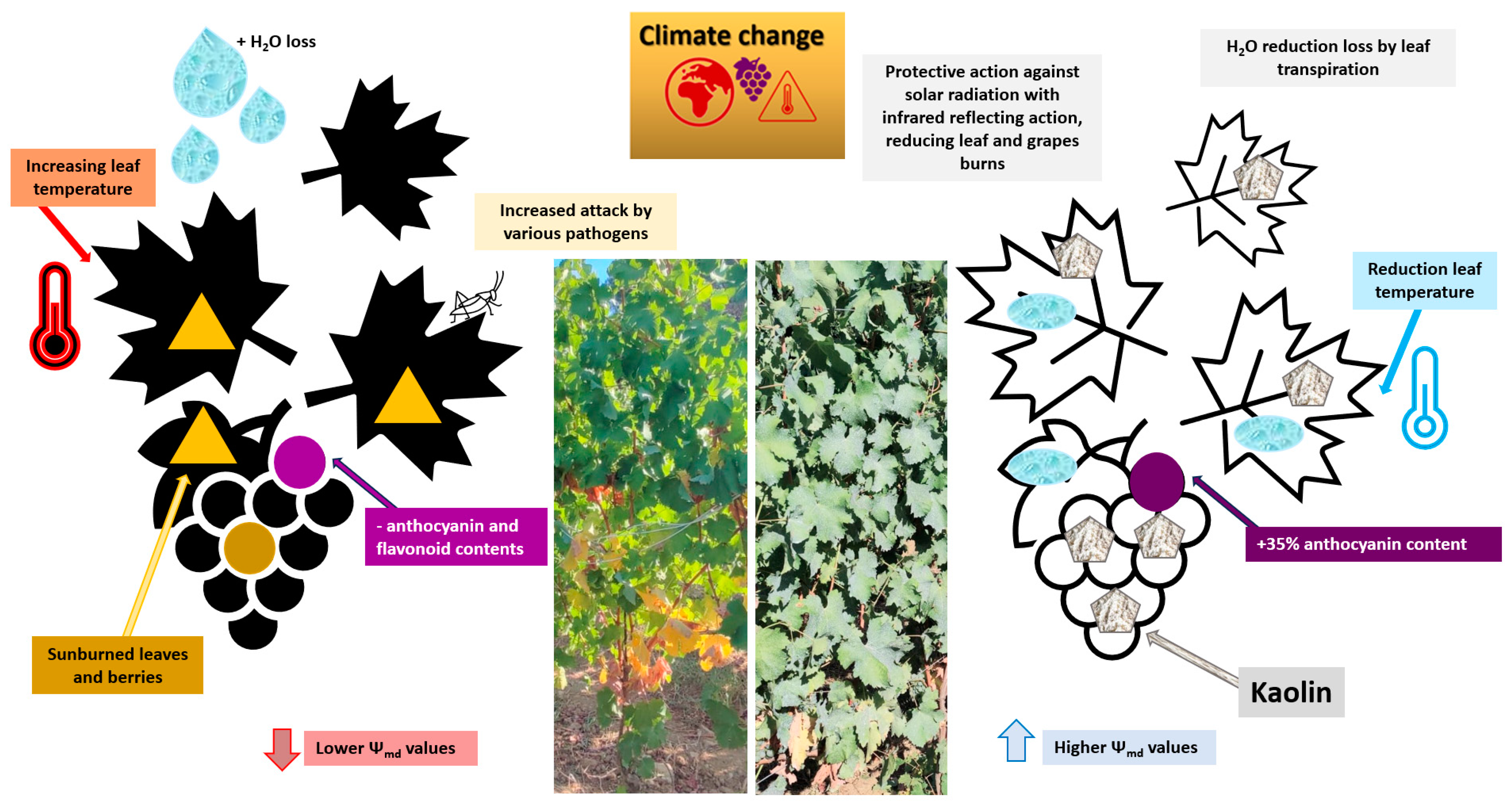 Agronomy 13 02192 g006