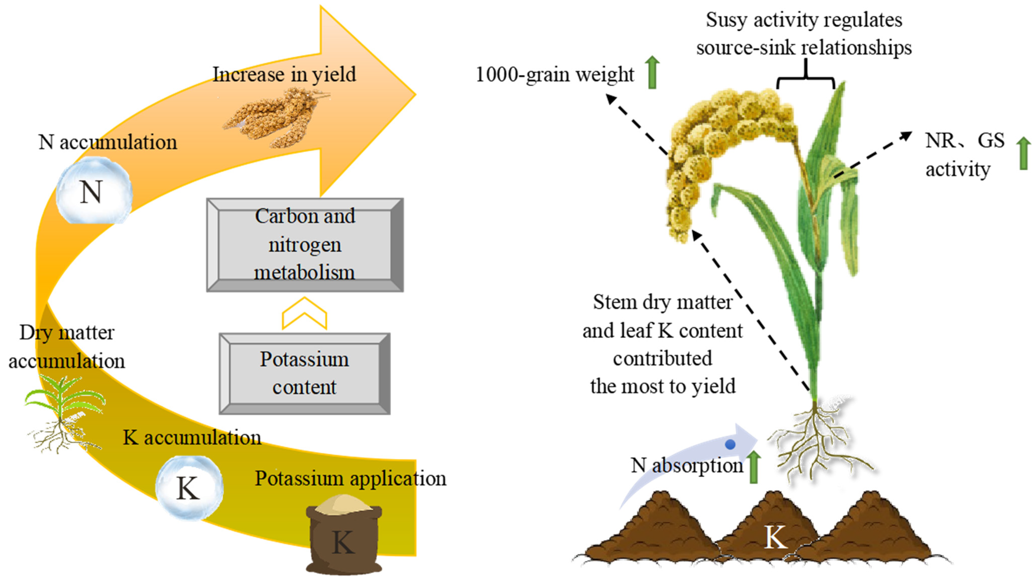 Agronomy 13 02200 g010