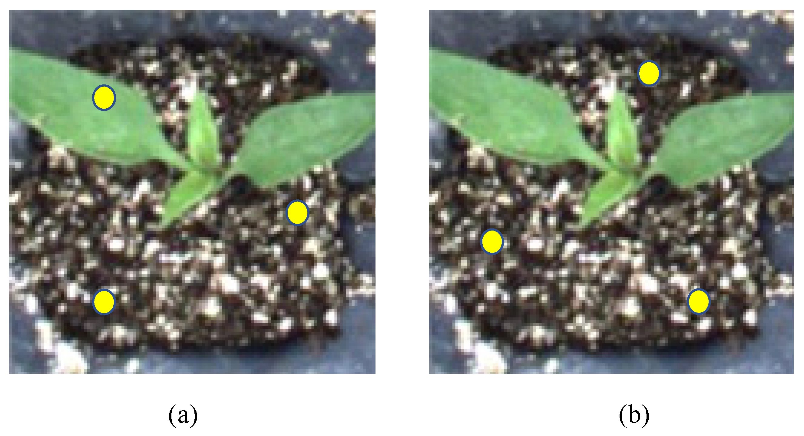 Agronomy 13 02253 g013