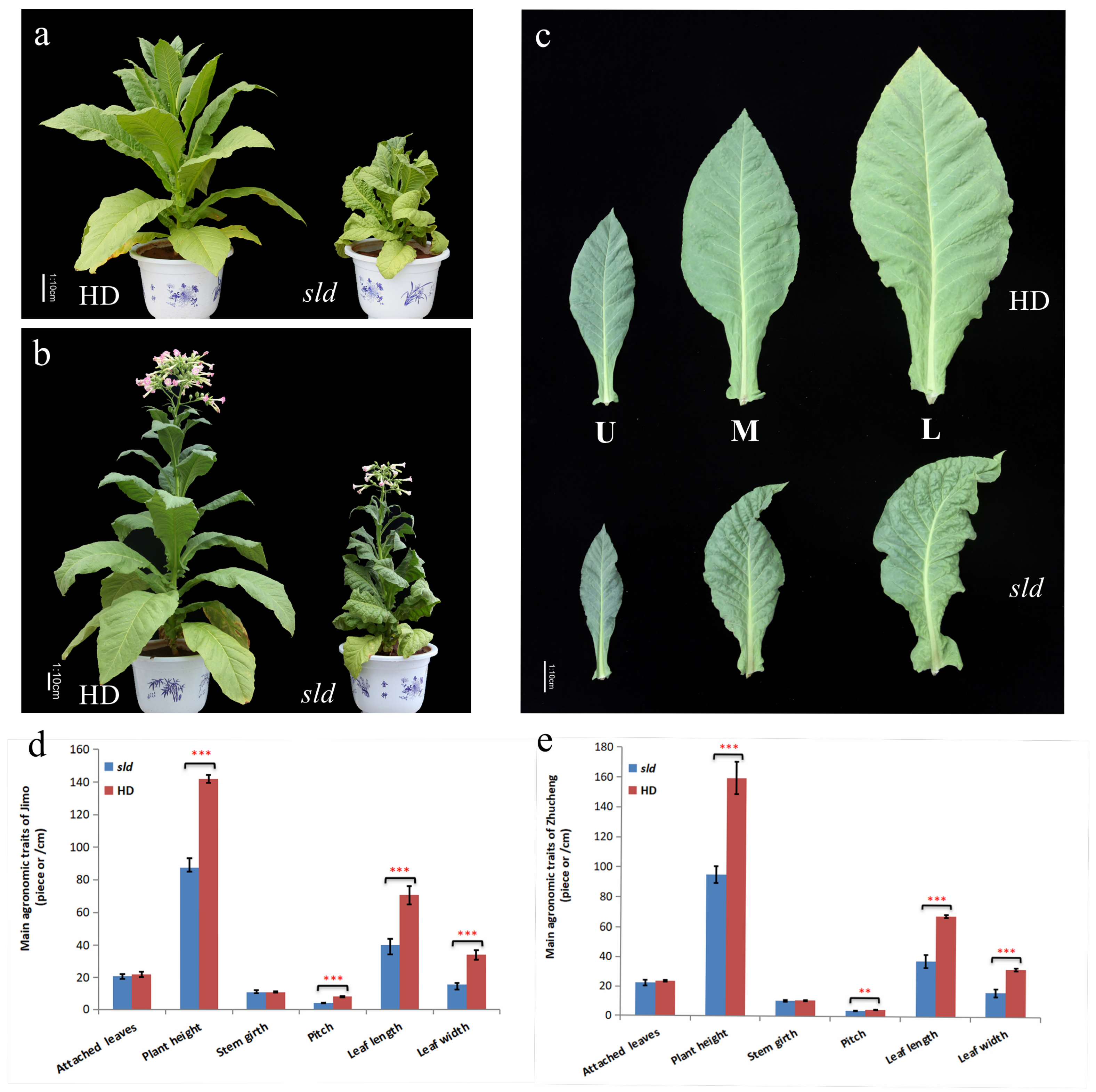 Leaf shape and size of M. spicata (A) control triploid and (B) induced