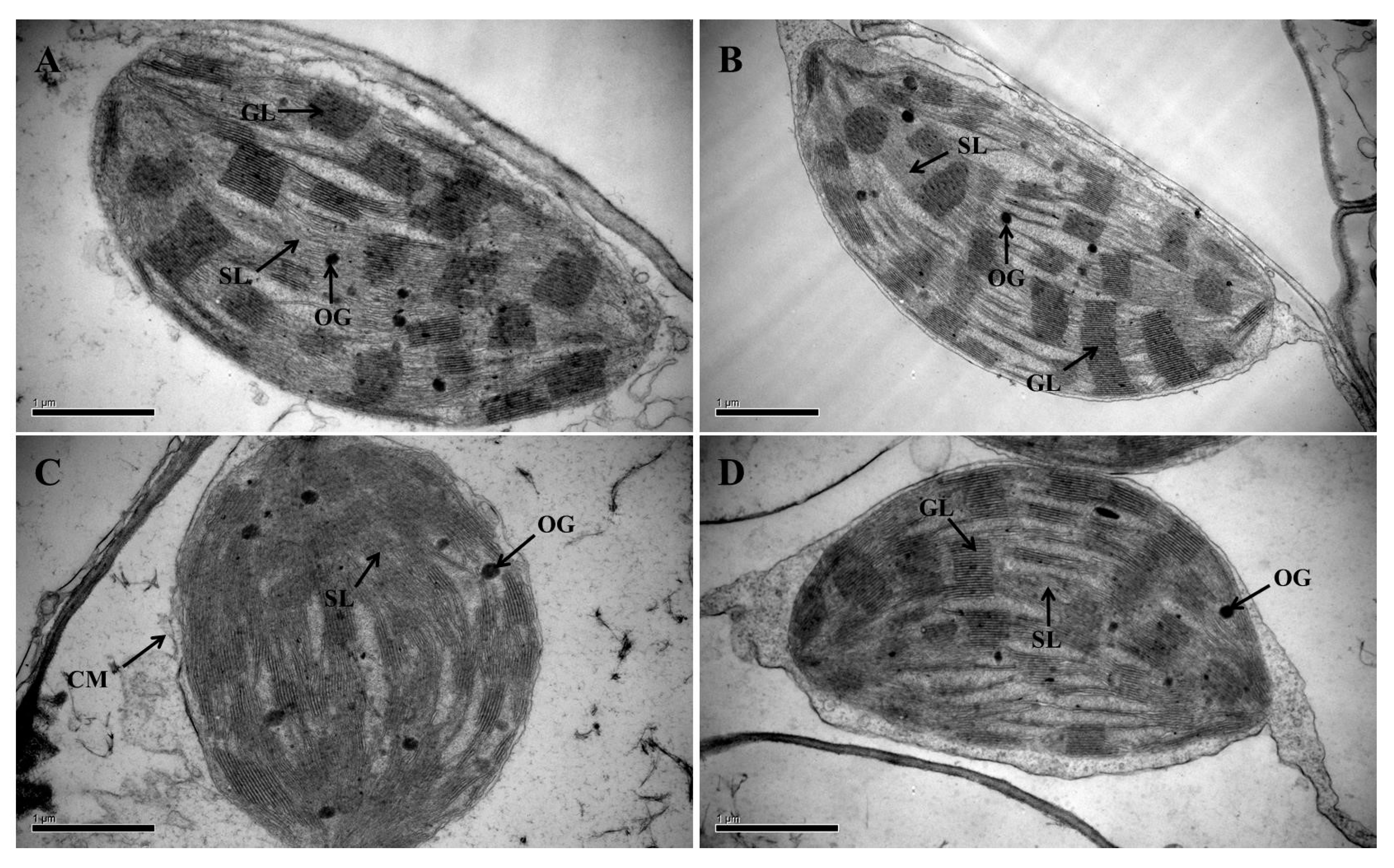 Agronomy 13 02443 g005