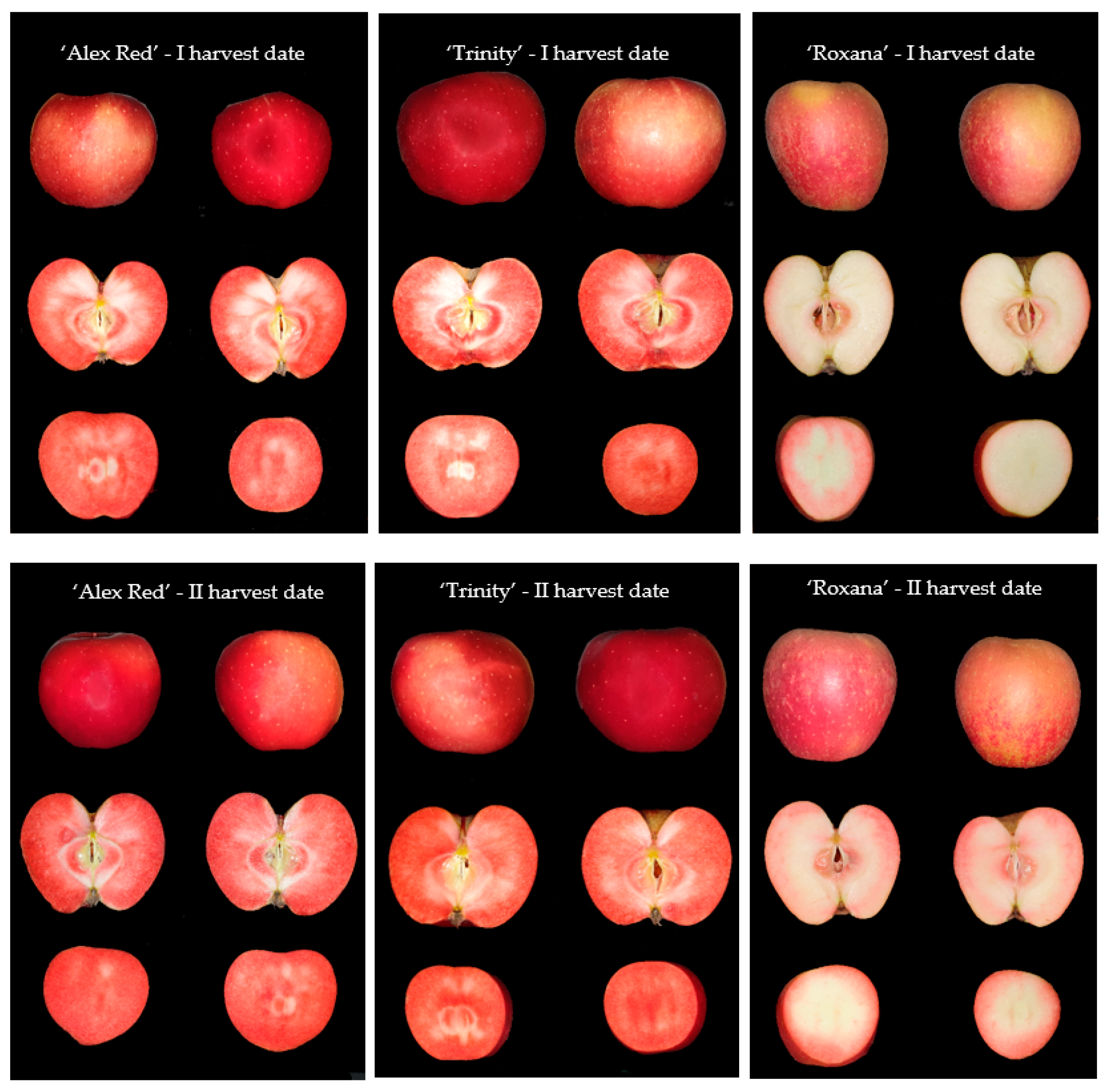 Breeding red-fleshed apples – introduction — Science Learning Hub