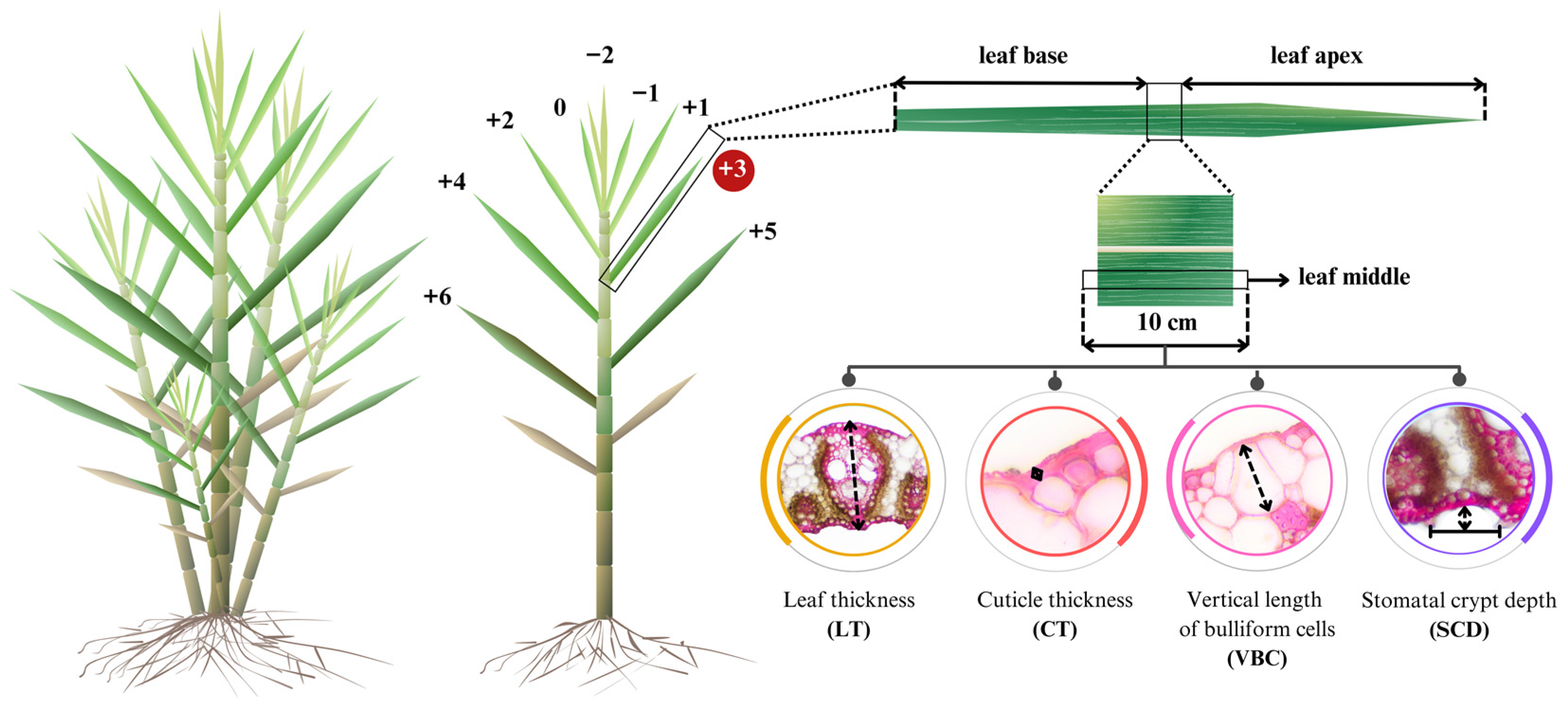 Agronomy, Free Full-Text