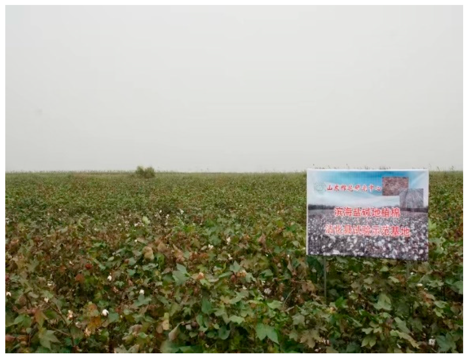 Agronomy 13 02486 g003