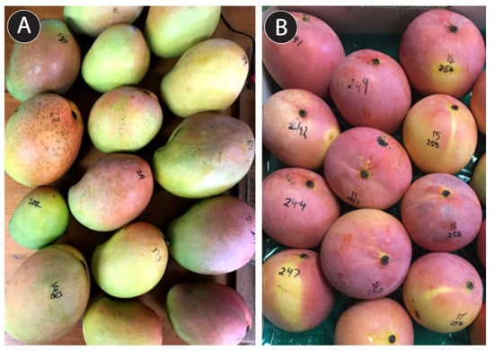 Agronomy | Free Full-Text | Flower Visitors, Levels of Cross-Fertilisation,  and Pollen-Parent Effects on Fruit Quality in Mango Orchards