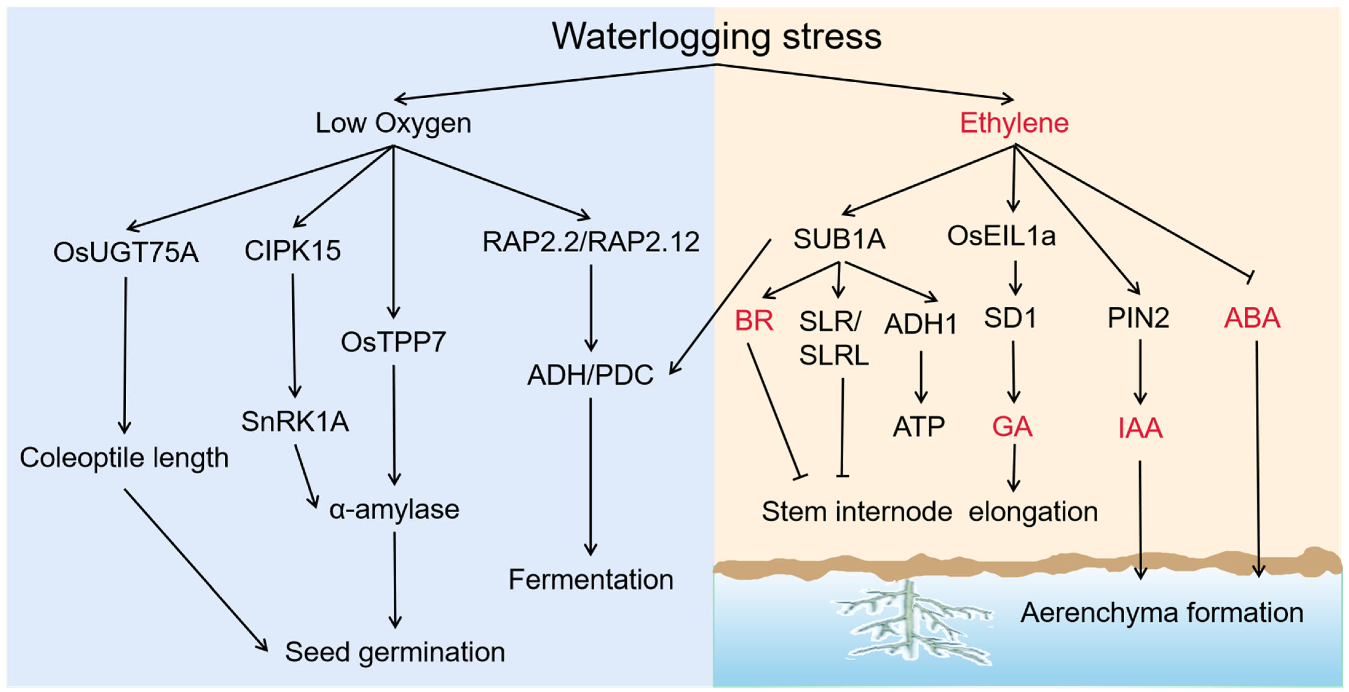 Agronomy 13 02599 g002