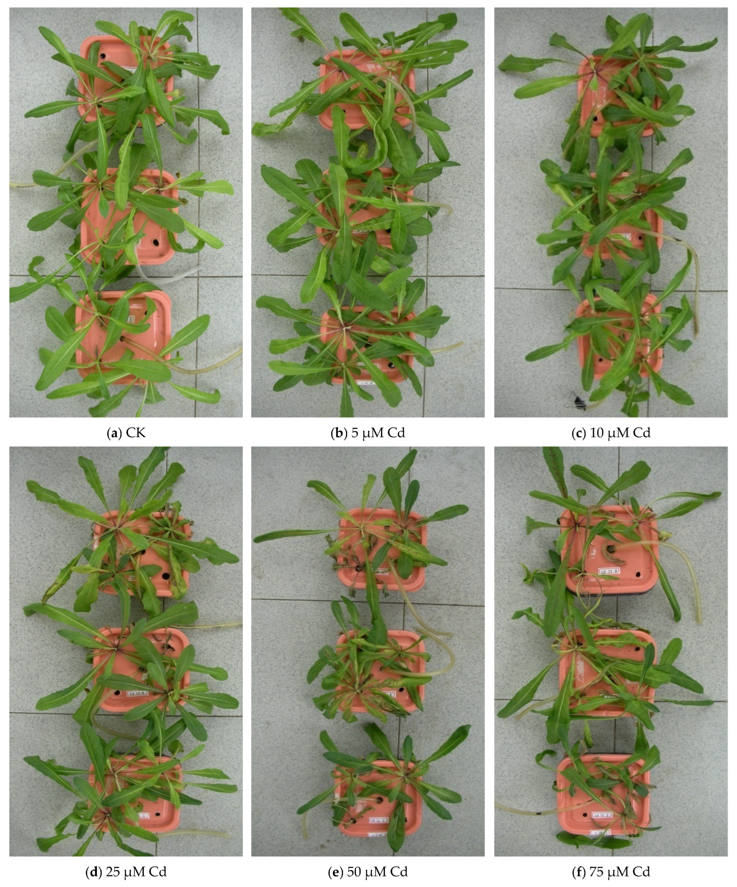 Agronomy 13 02601 g001