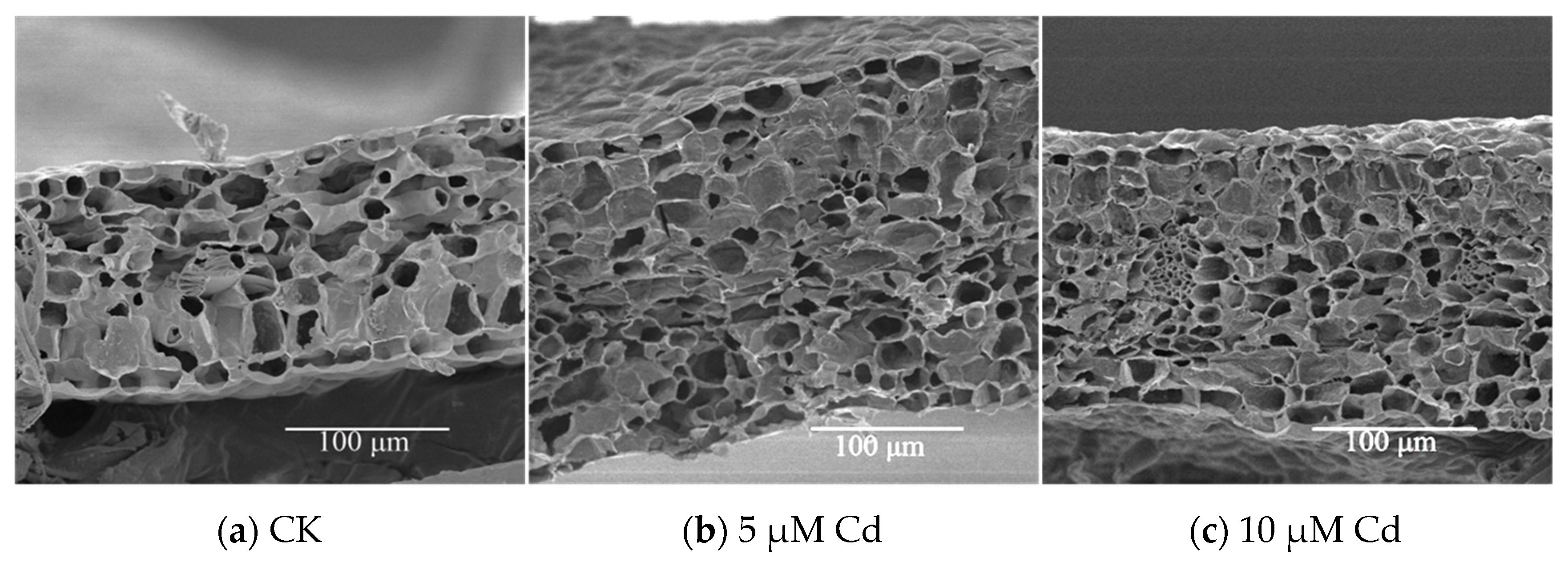 Agronomy 13 02601 g004a