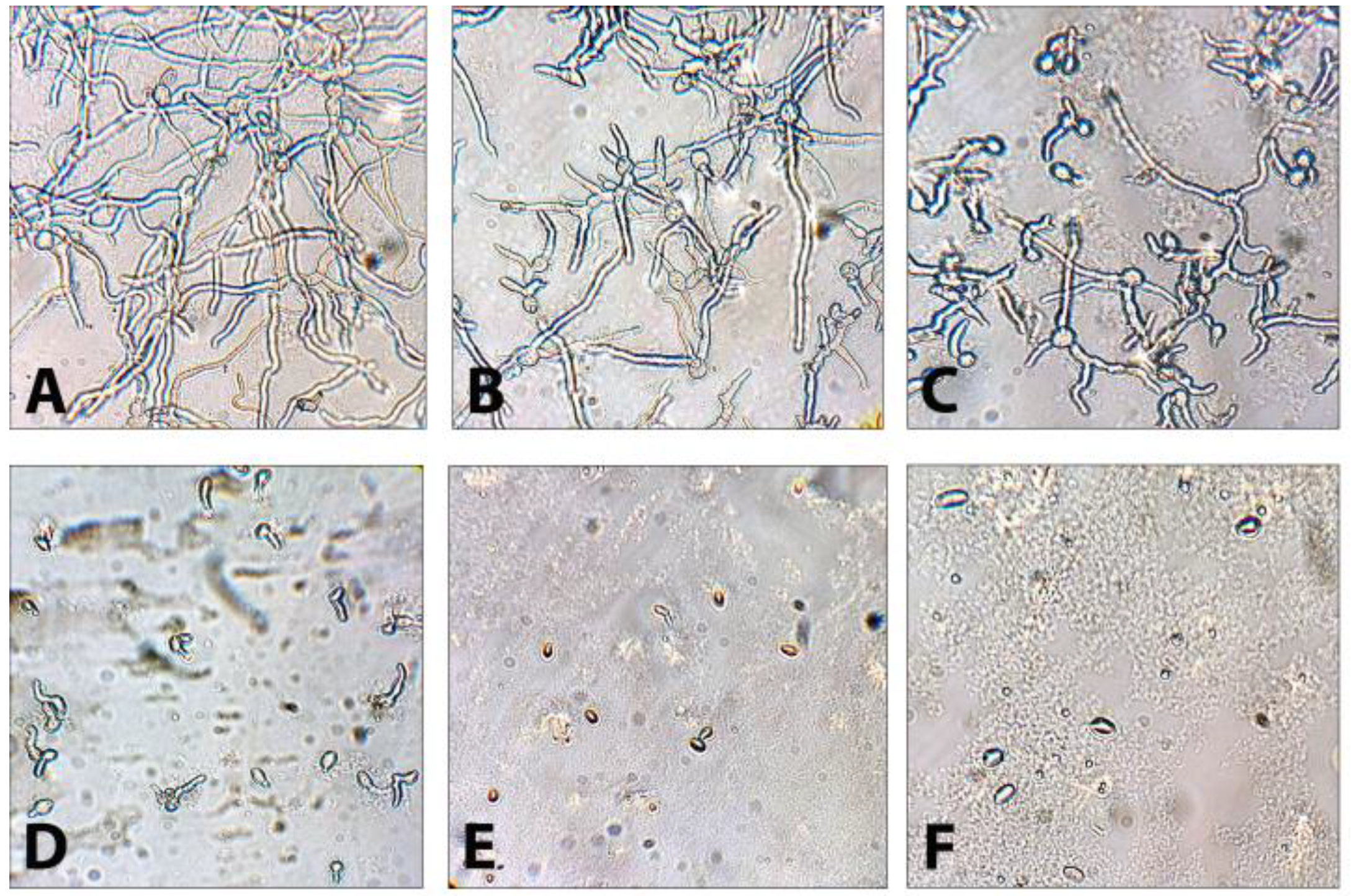 Agronomy 13 02602 g005