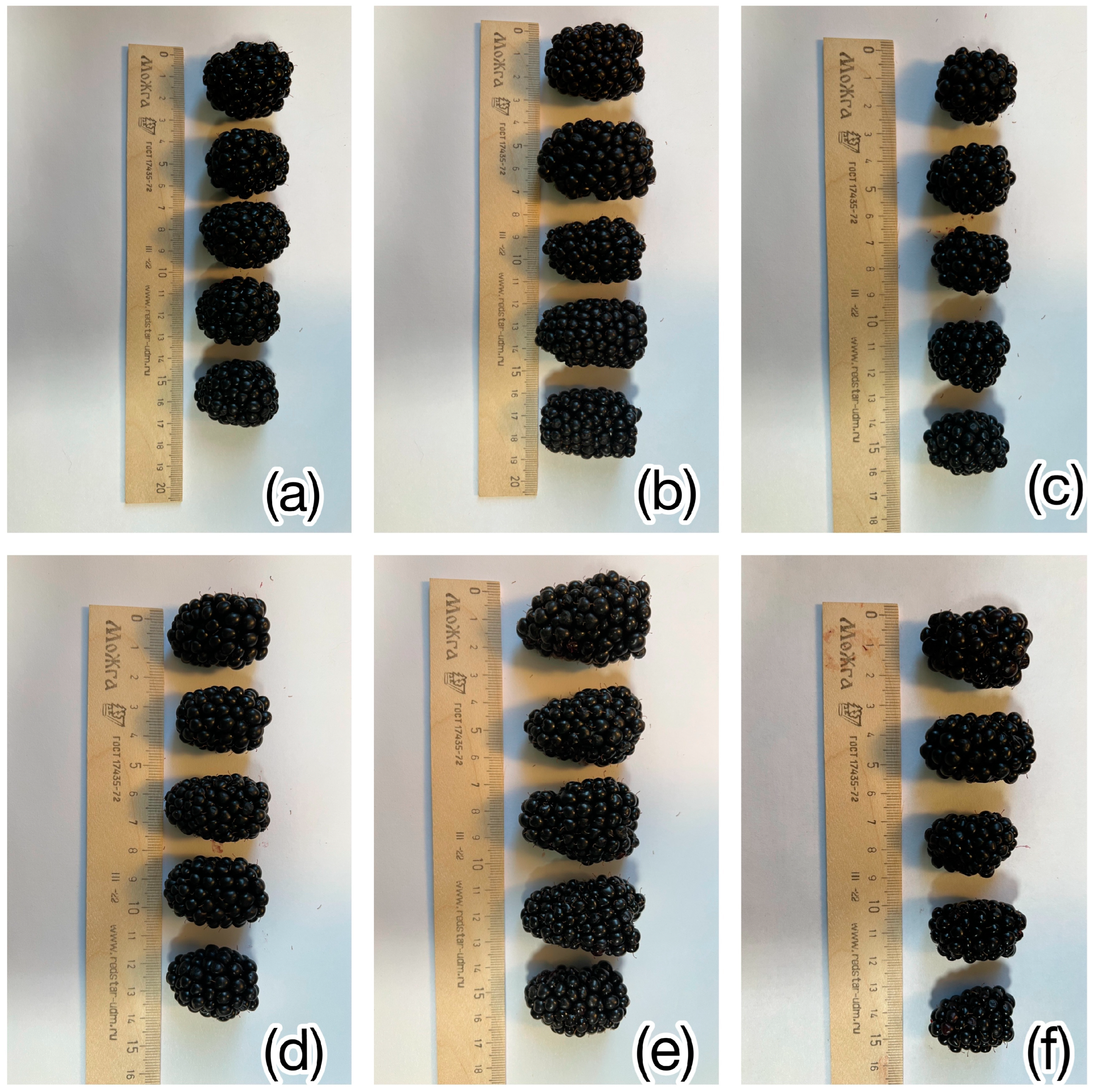 values and standard deviations of each berry size category for berry