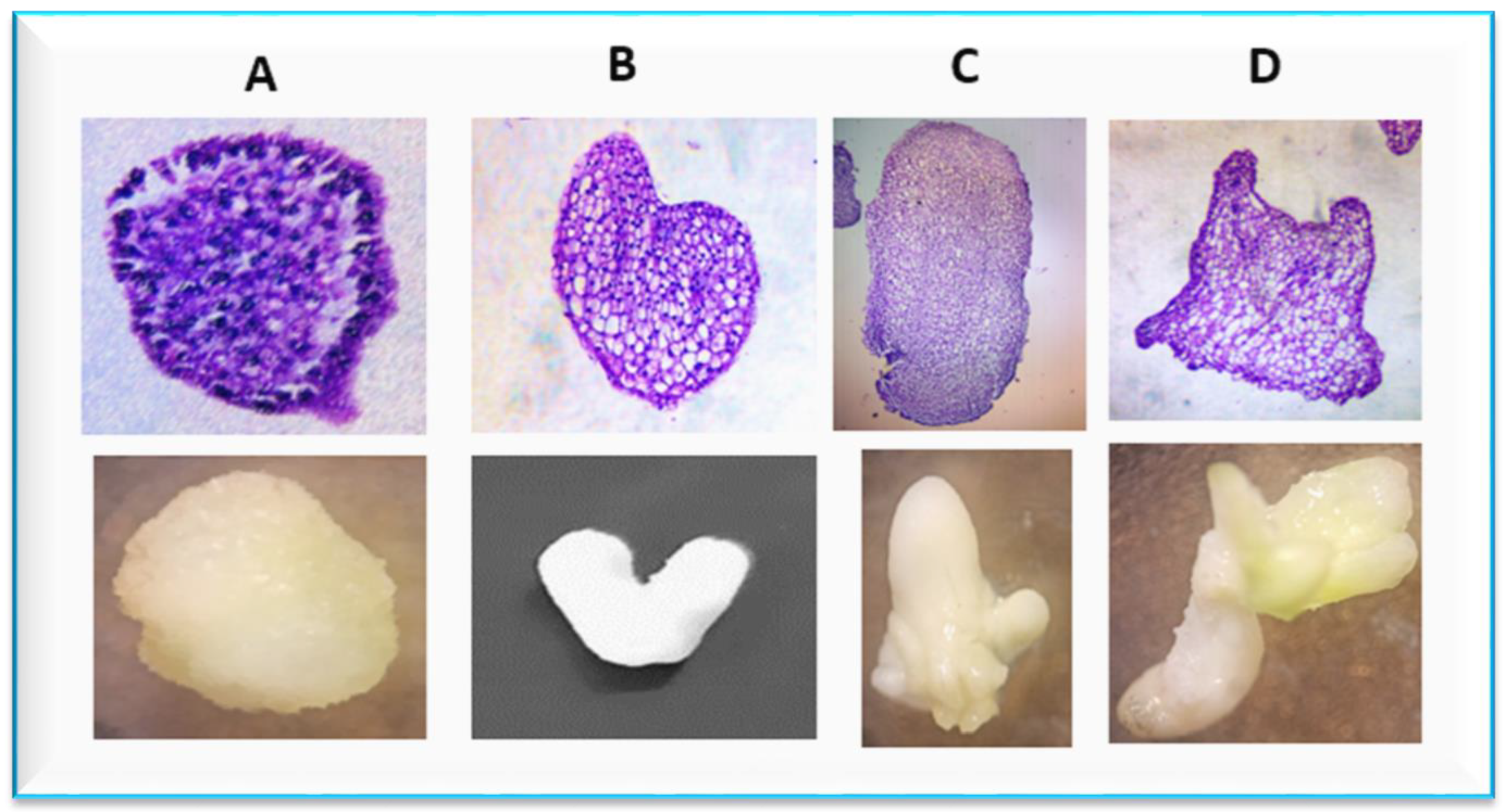 Agronomy 13 02633 g002