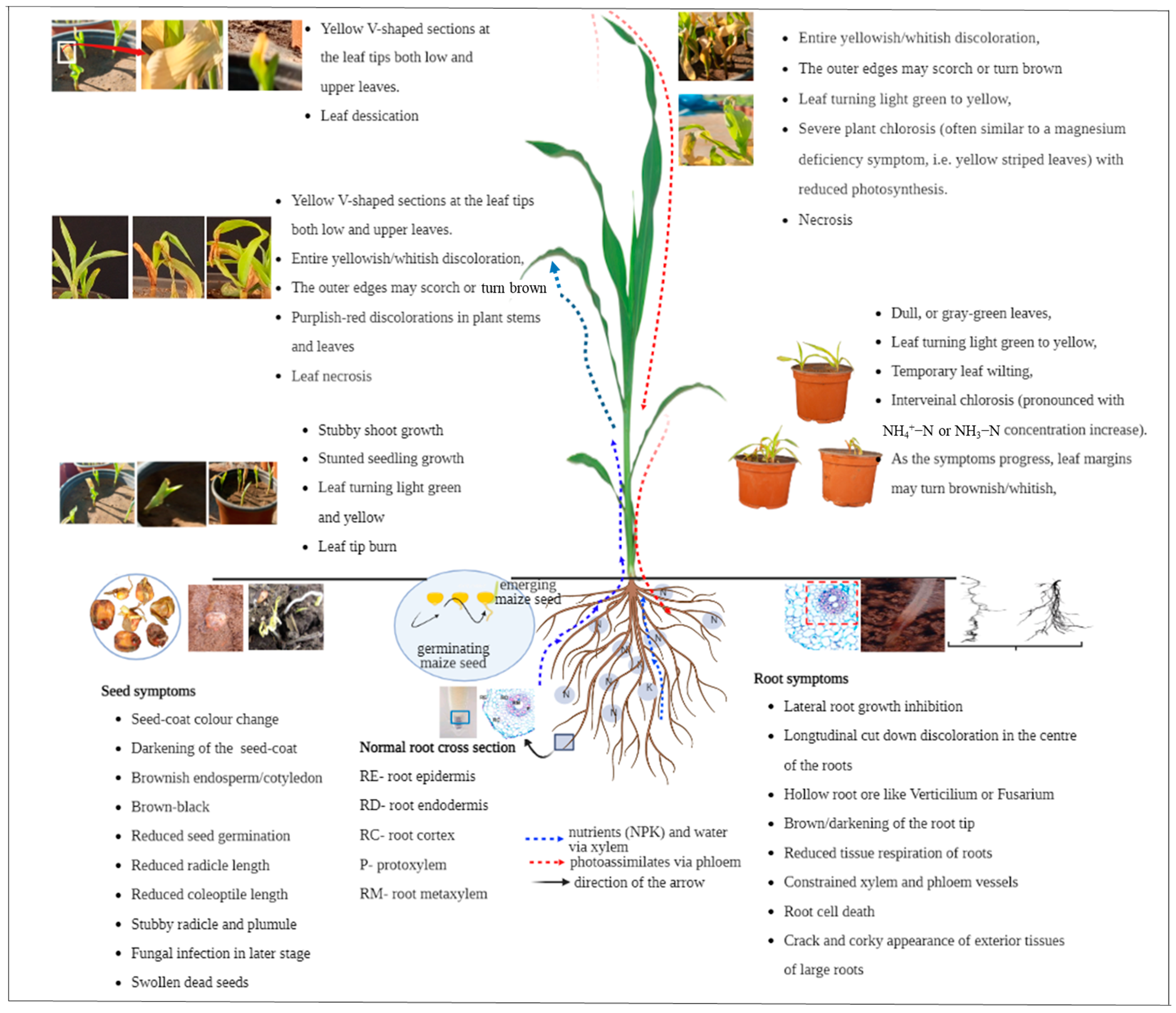 Agronomy 13 02690 g003 Agronomy 13 02690 g003