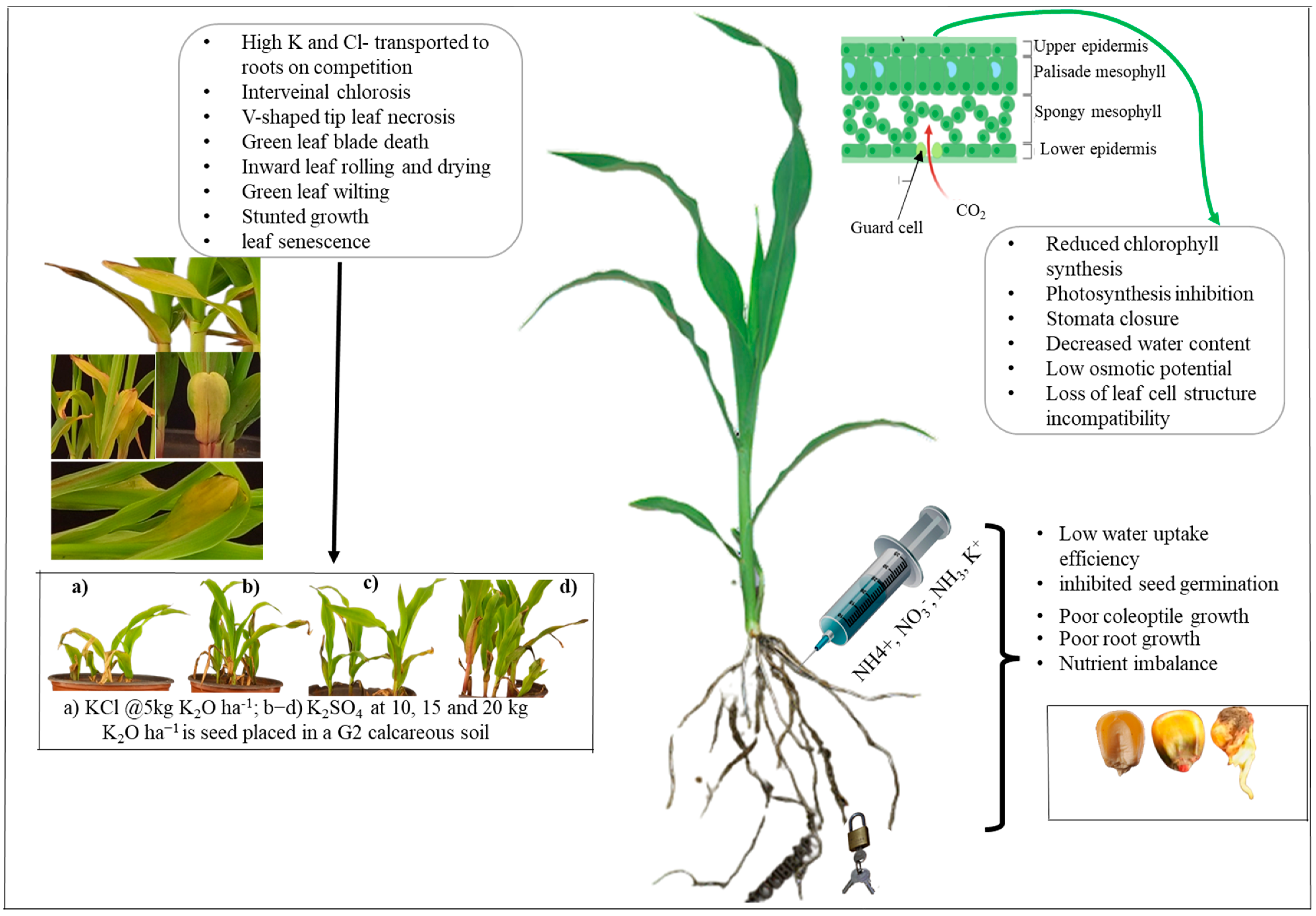 https://www.mdpi.com/agronomy/agronomy-13-02690/article_deploy/html/images/agronomy-13-02690-g004.png