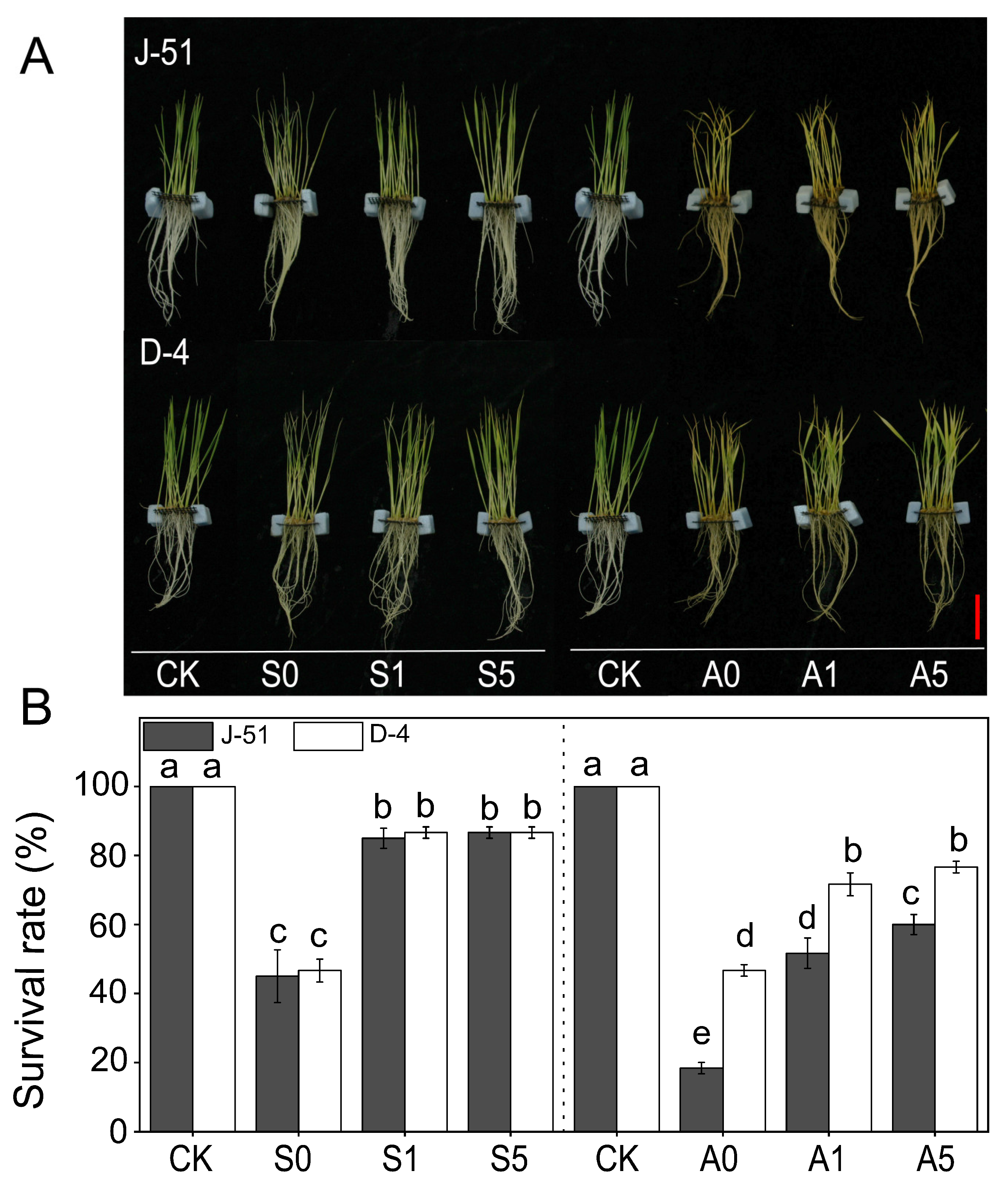 Agronomy | Free Full-Text | Comparative Study of the Priming 