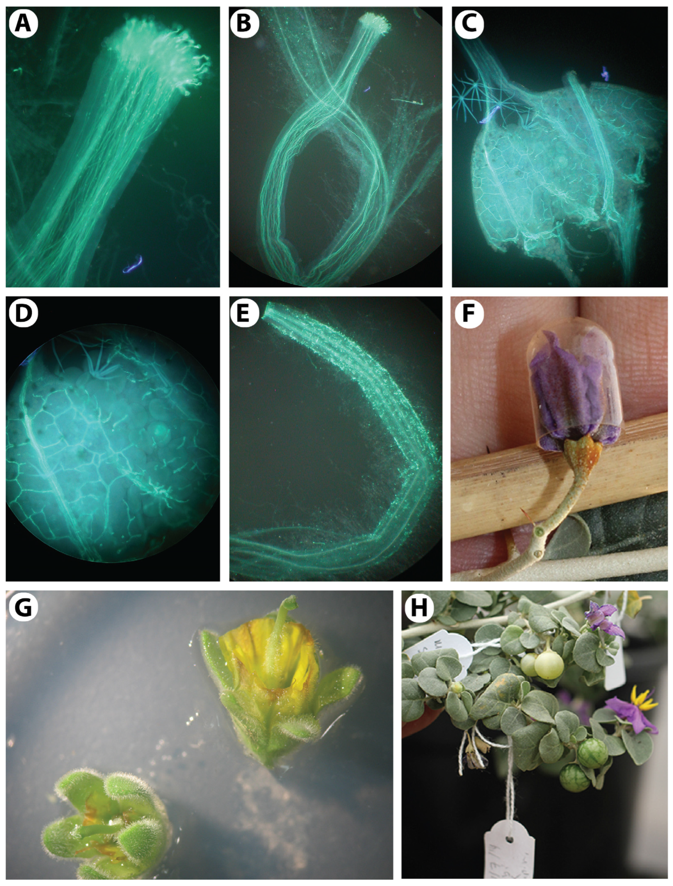 Agronomy 13 02701 g008 Agronomy 13 02701 g008